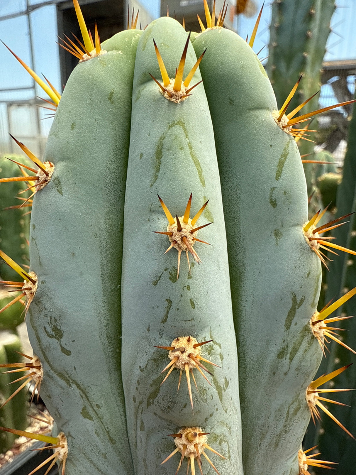 Sharxx Blue (Rooted Plants)