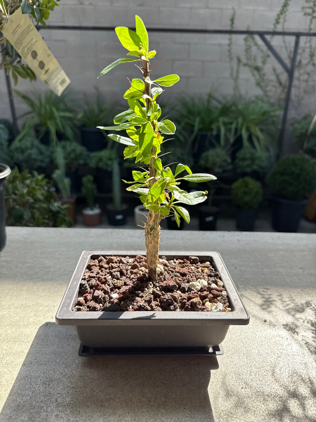 Fouquieria macdougalii – Mexican Tree Ocotillo