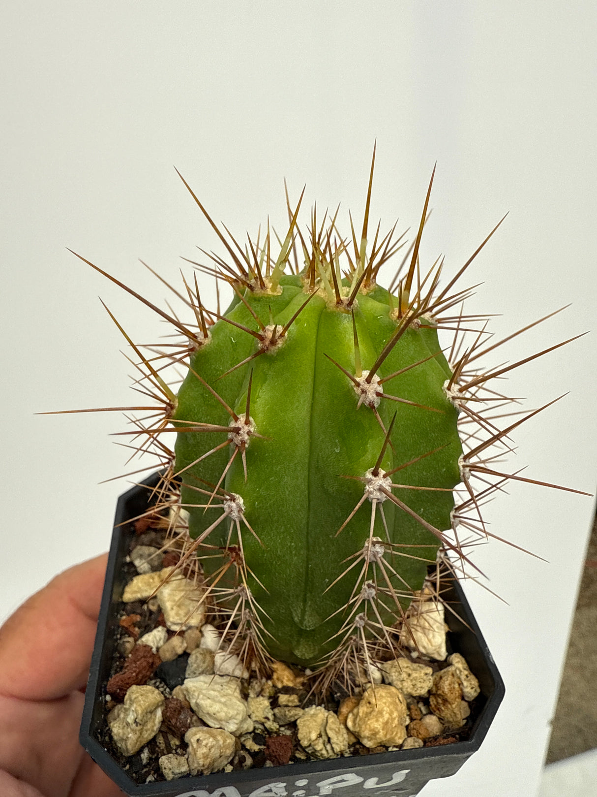 Maipu x Deborah's Terscheckii (Grafted Plants)