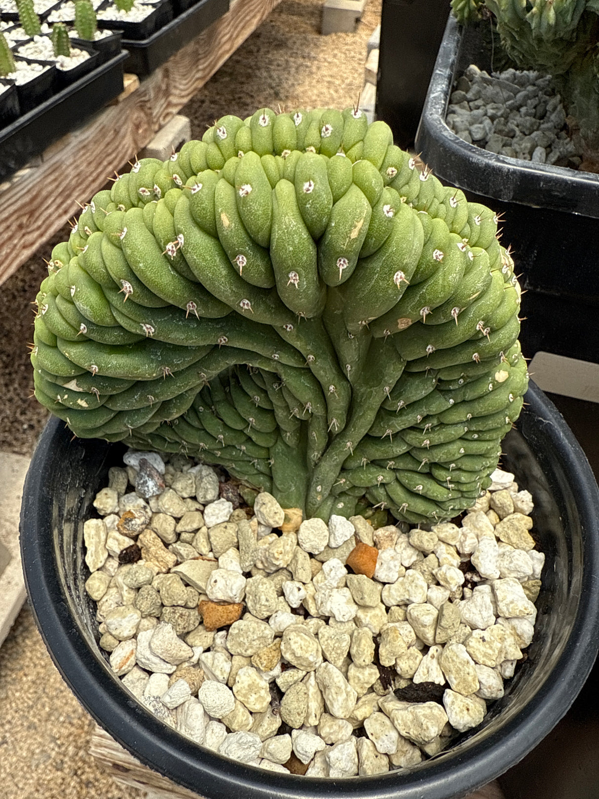 TPMC (Rooted Plants)