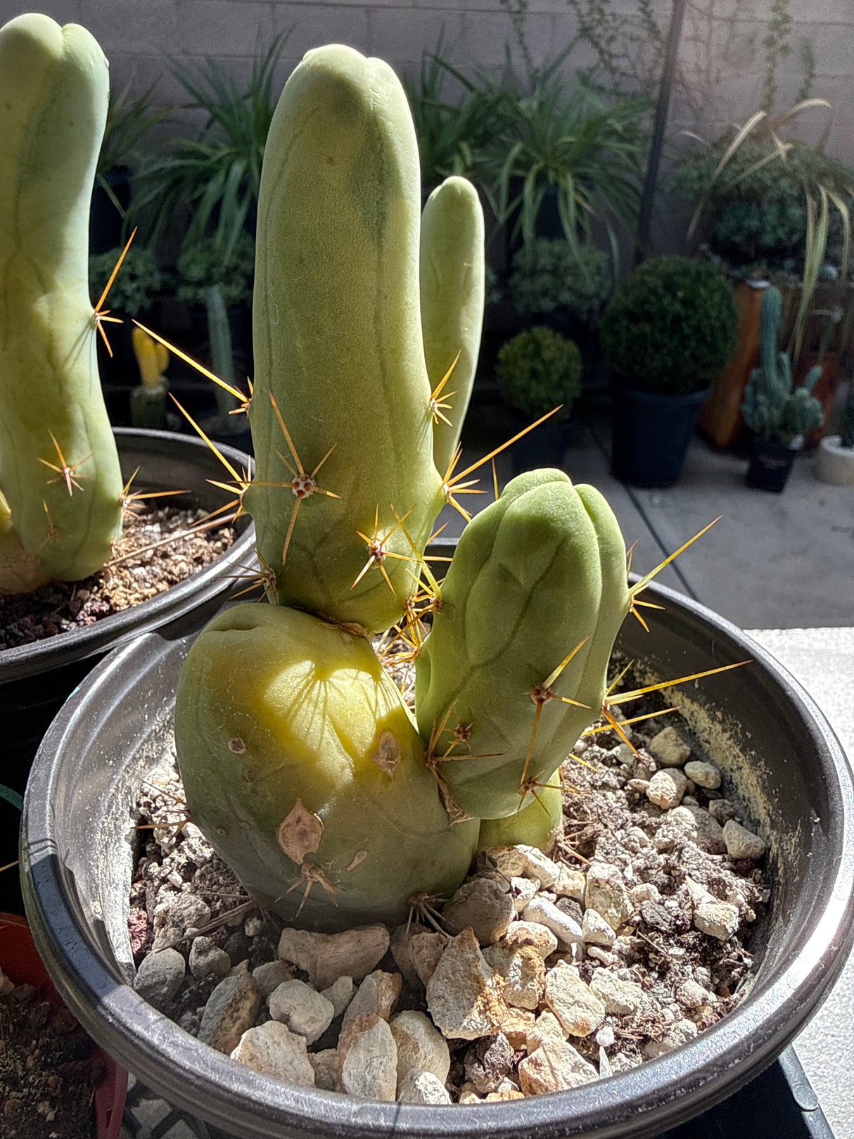 TBM B - Columnar Cactus Clone