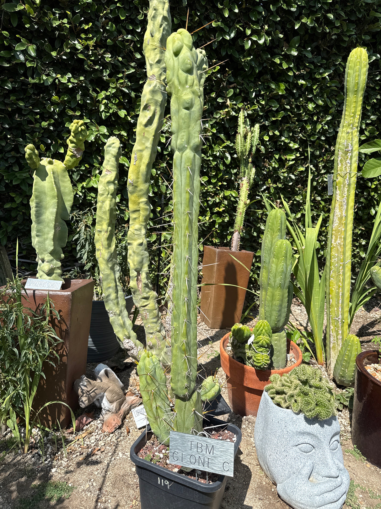 TBM C (Rooted Plants)