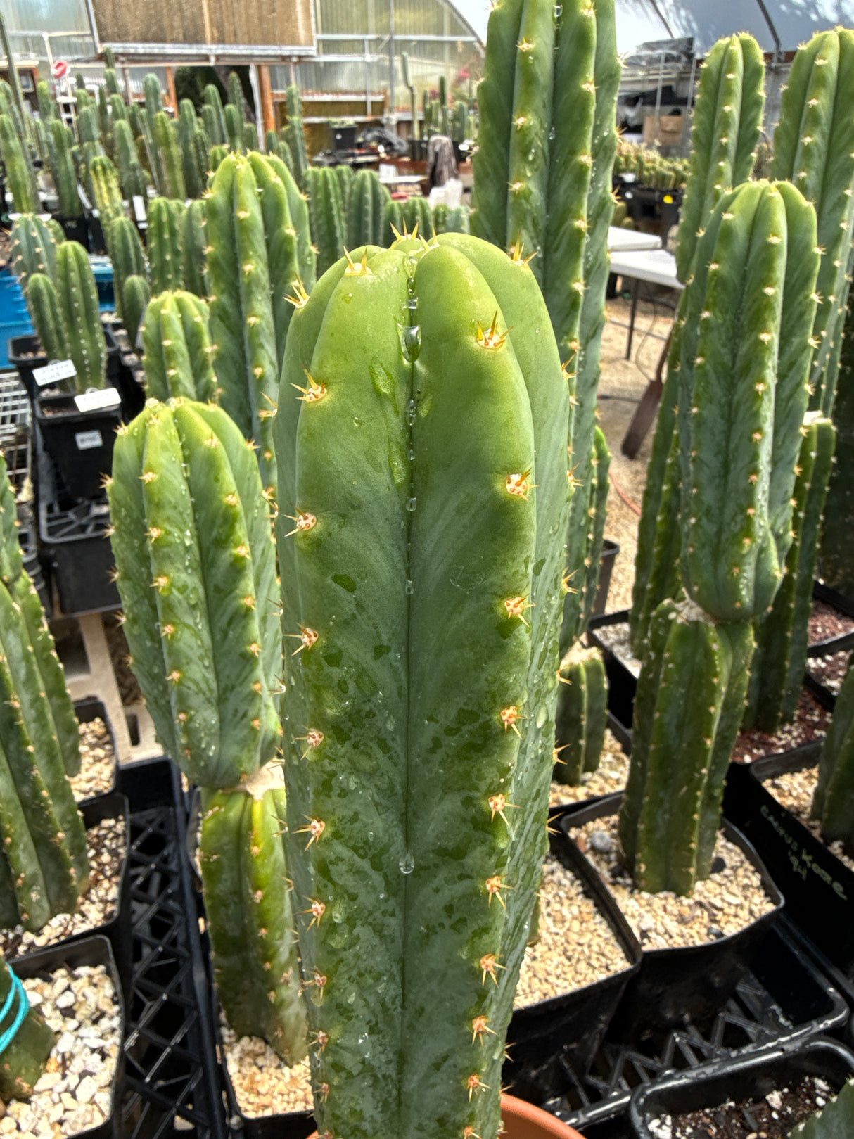 Cactus Kate '94 (Rooted Plants)