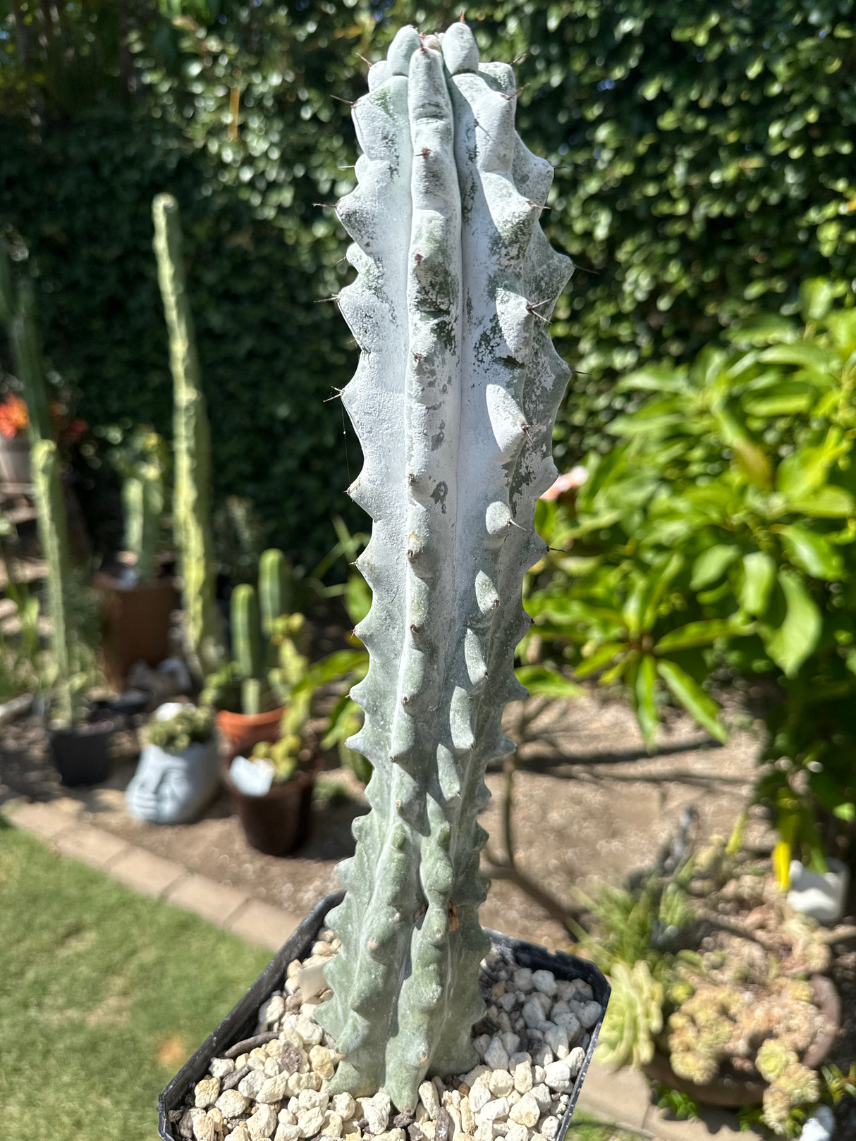 Stenocereus Beneckei (Rooted Plants)