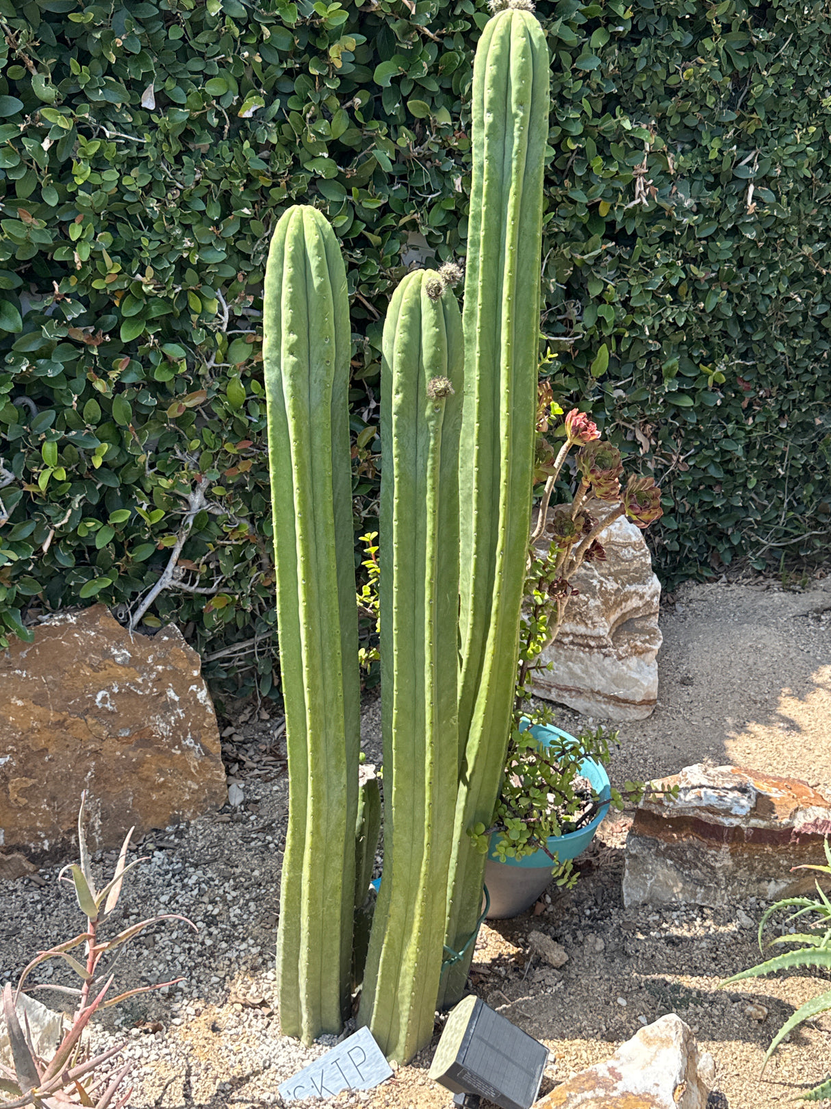 Skip (Rooted Plants)