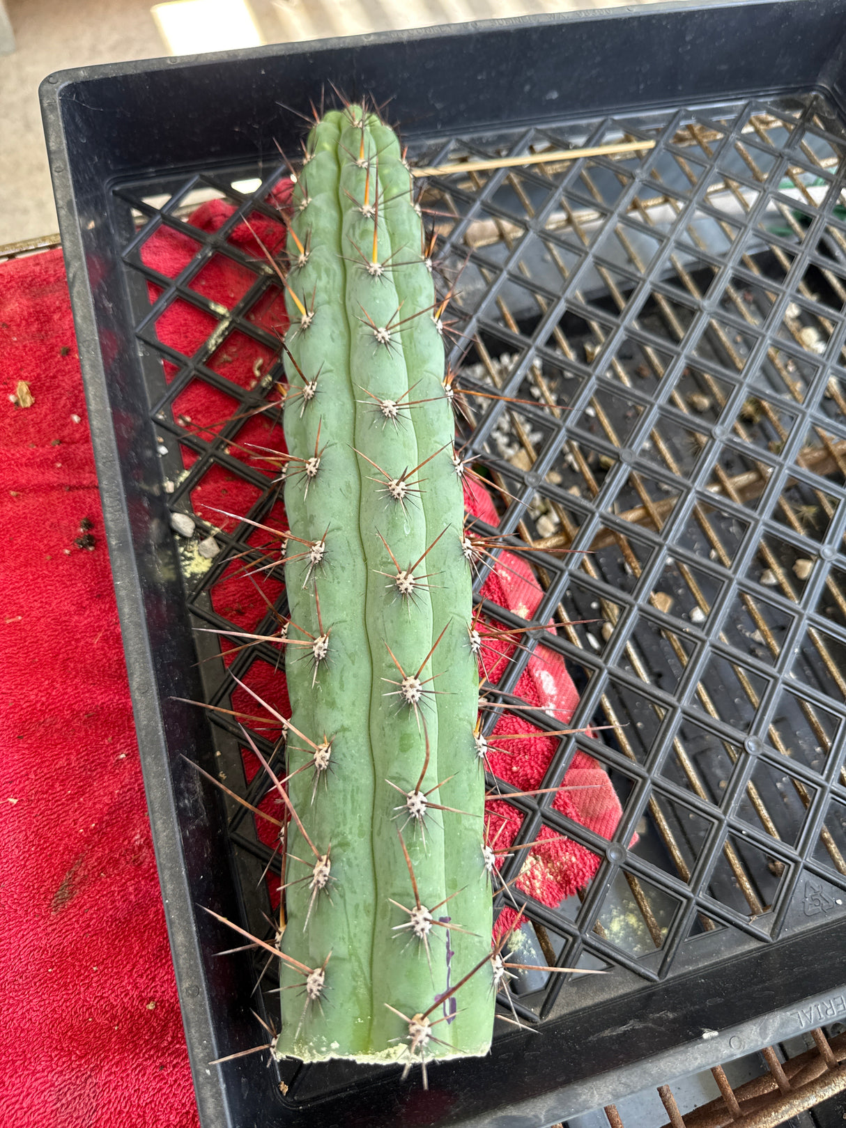 Cuzcoensis (Cuttings)