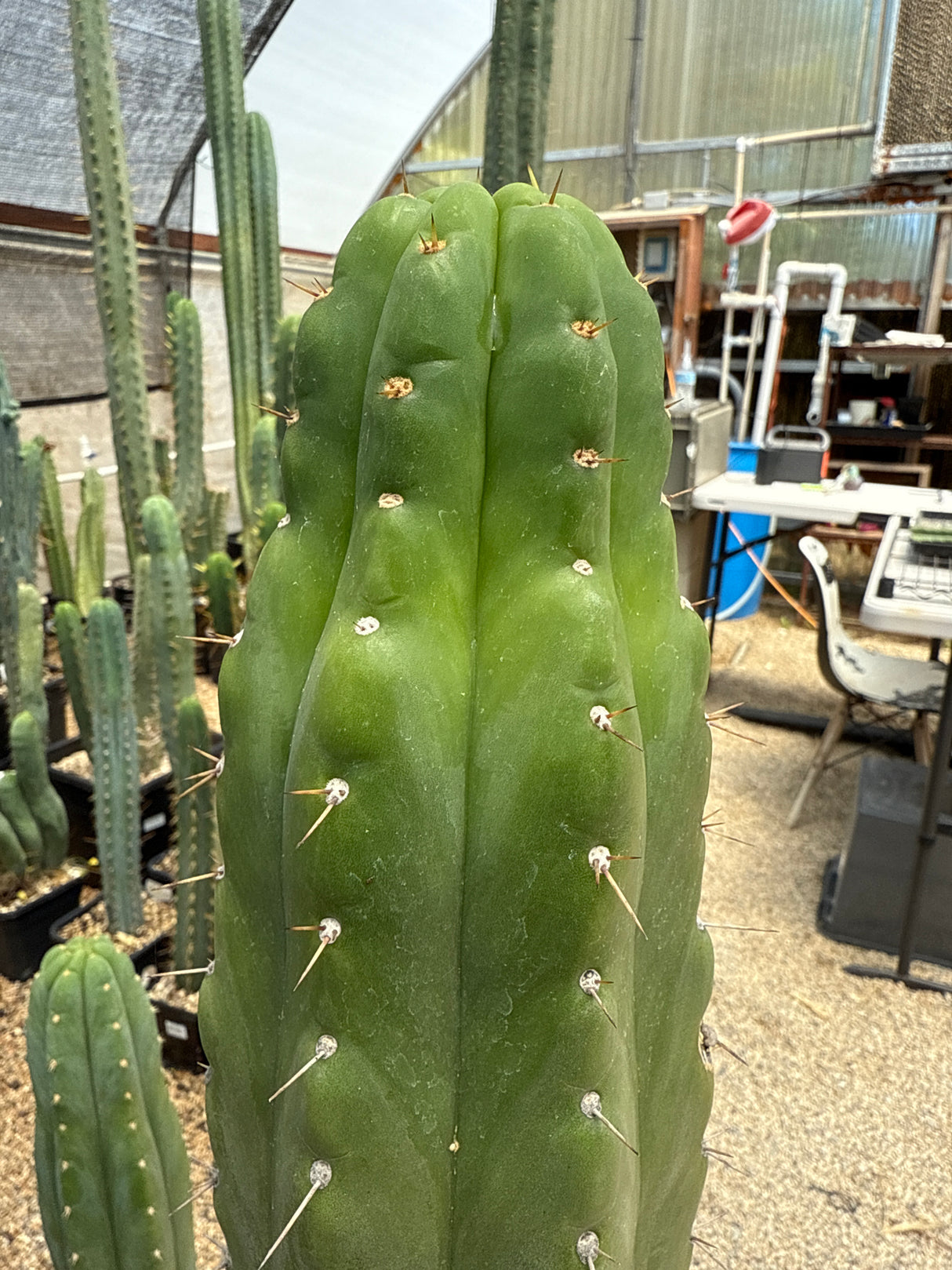 Whiting - TPM (Cuttings)