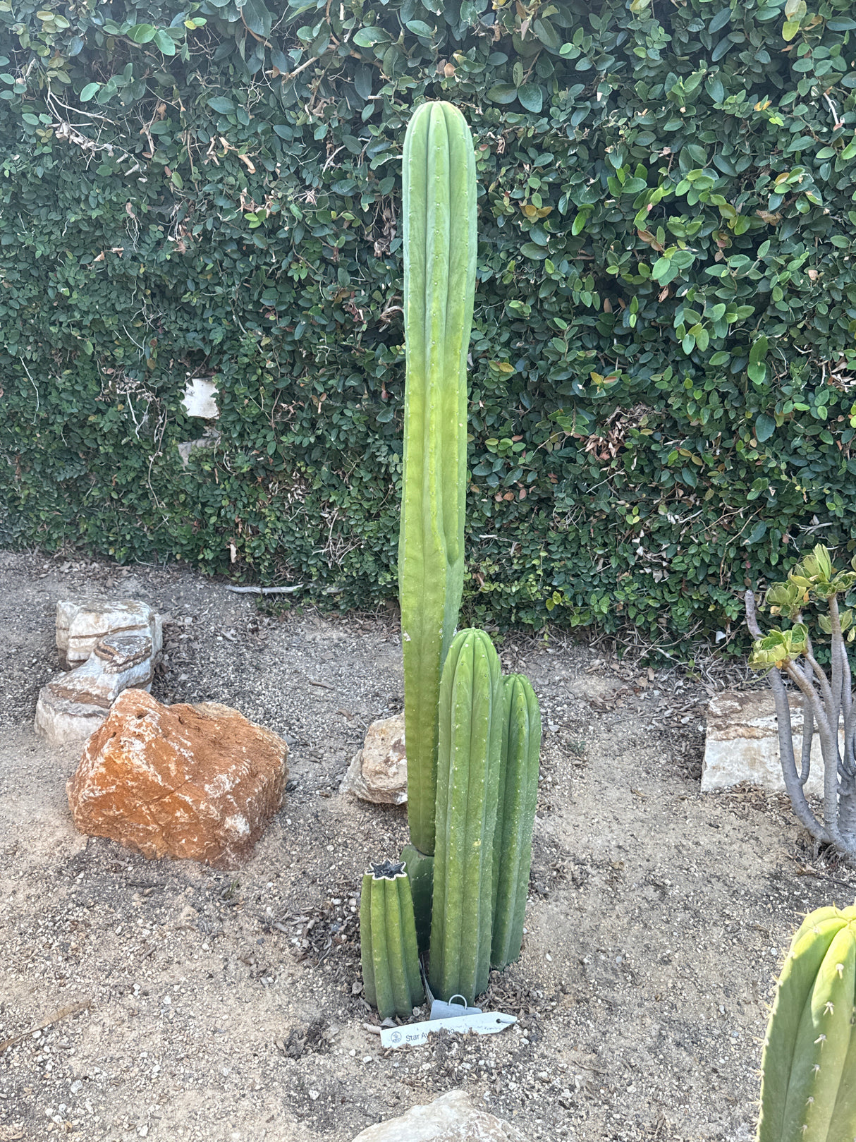 Star Ayacucho (Rooted Plants)