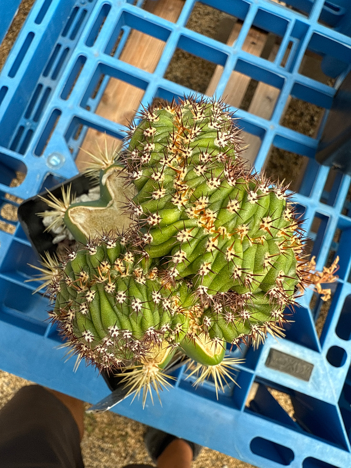 Crested Althea x Vari Thai Pach Clone (Grafts)