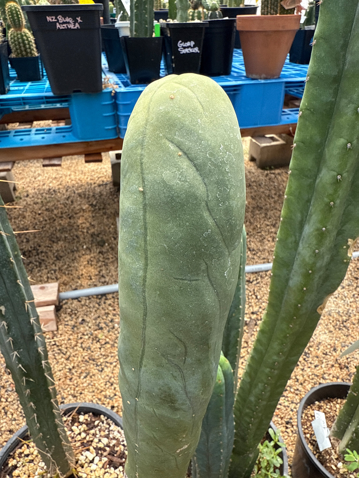 TBM A 'Long Form' - (Cuttings)