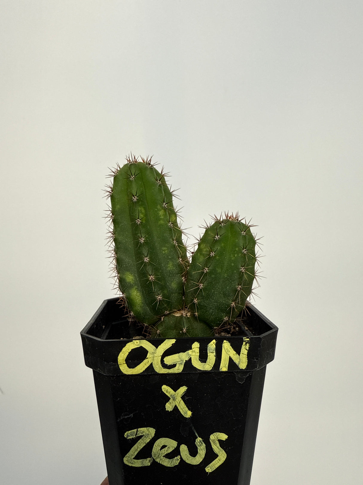 Ogun x Zeus