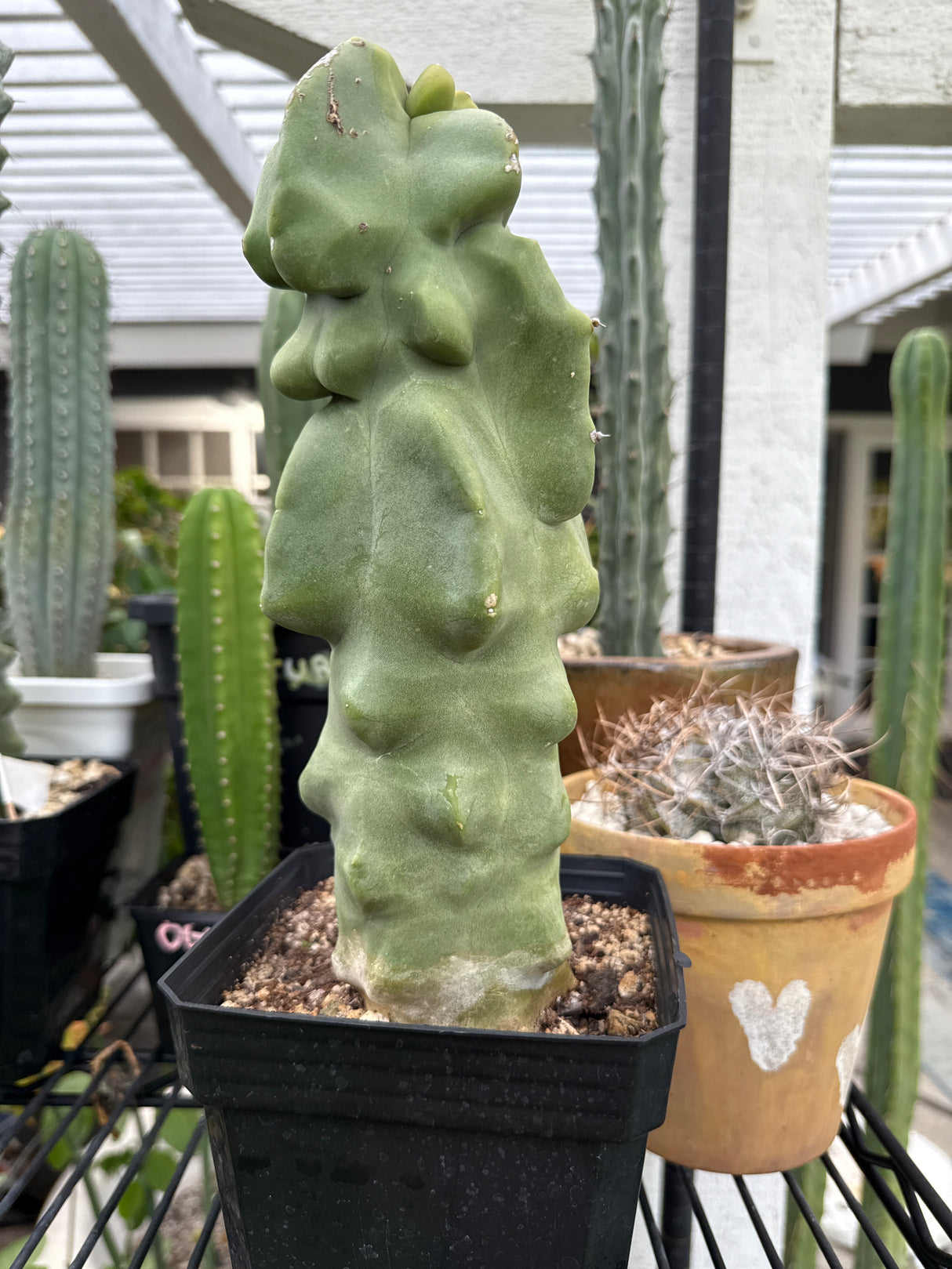 Lophocereus Schotii Monstrose (Rooted Plants)