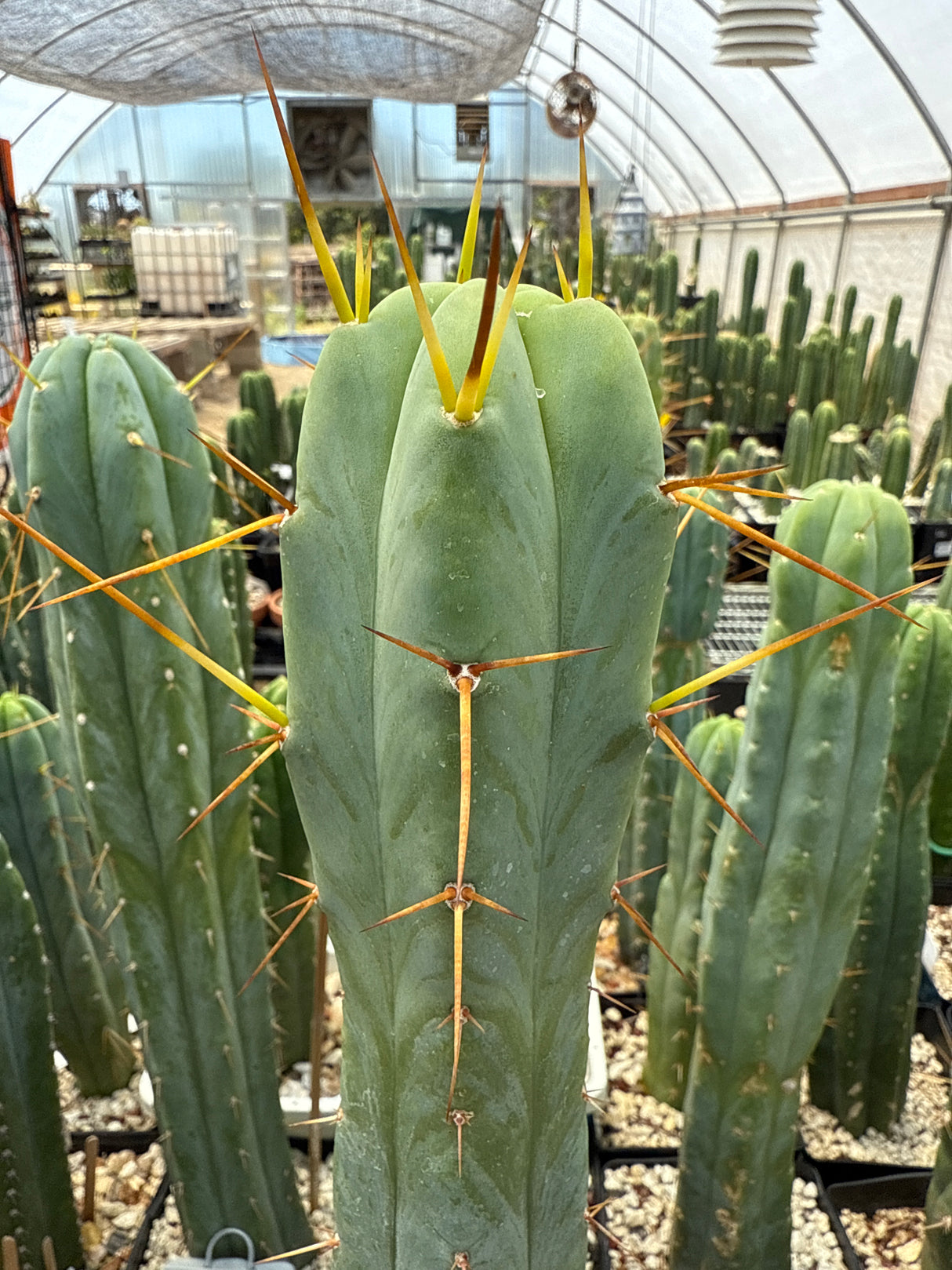 Lotusland (Rooted Plants)