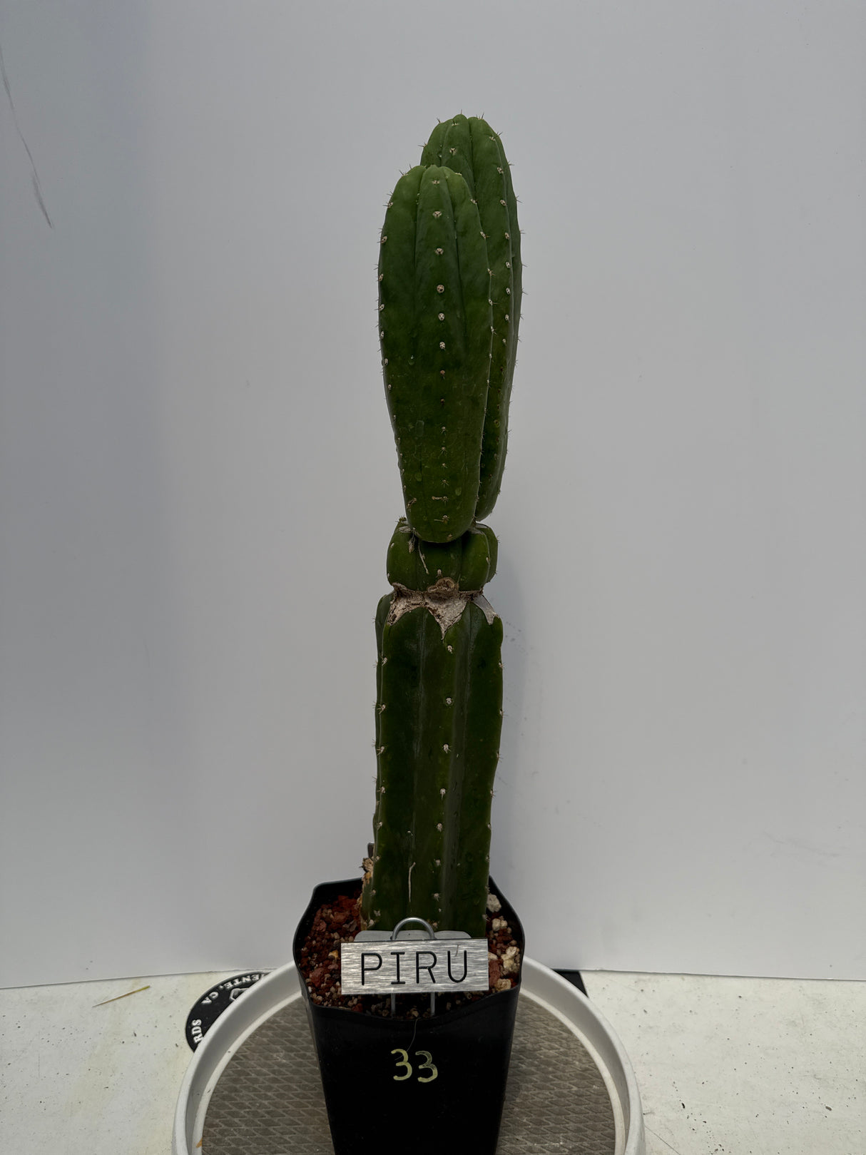 Piru (Rooted Plants)