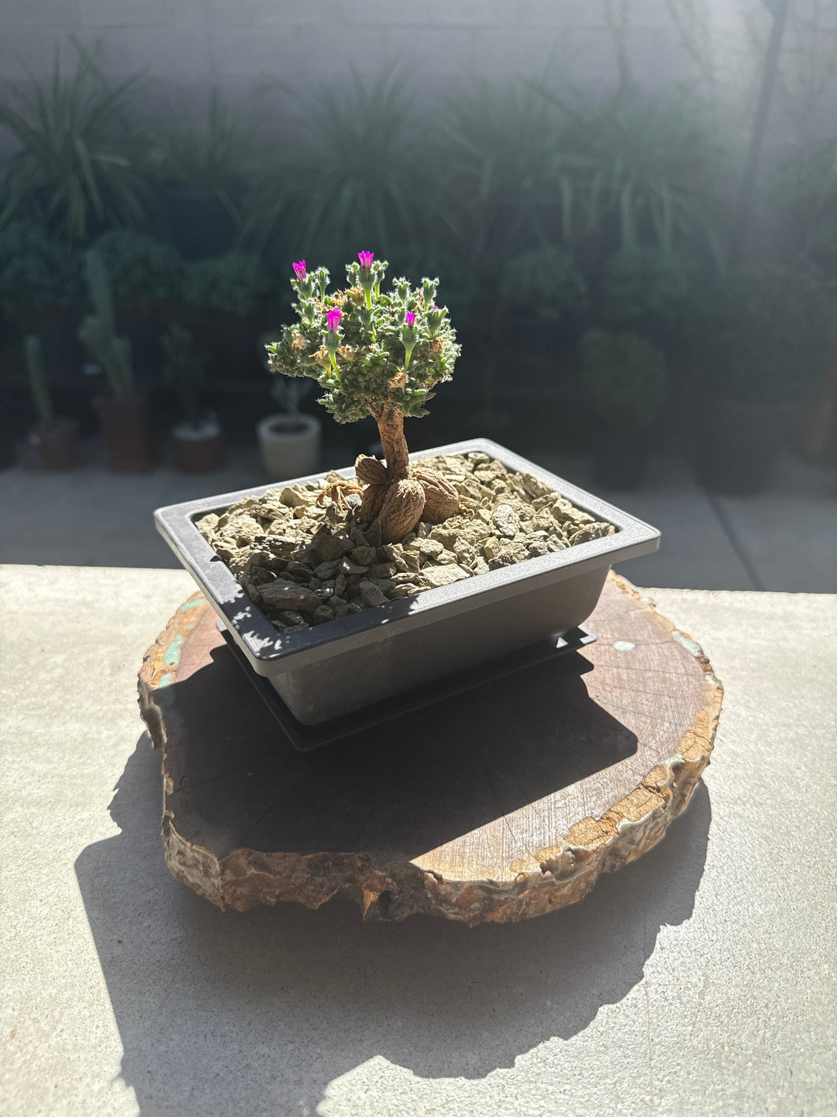 African Bonsai (Trichodiadema bulbosum)