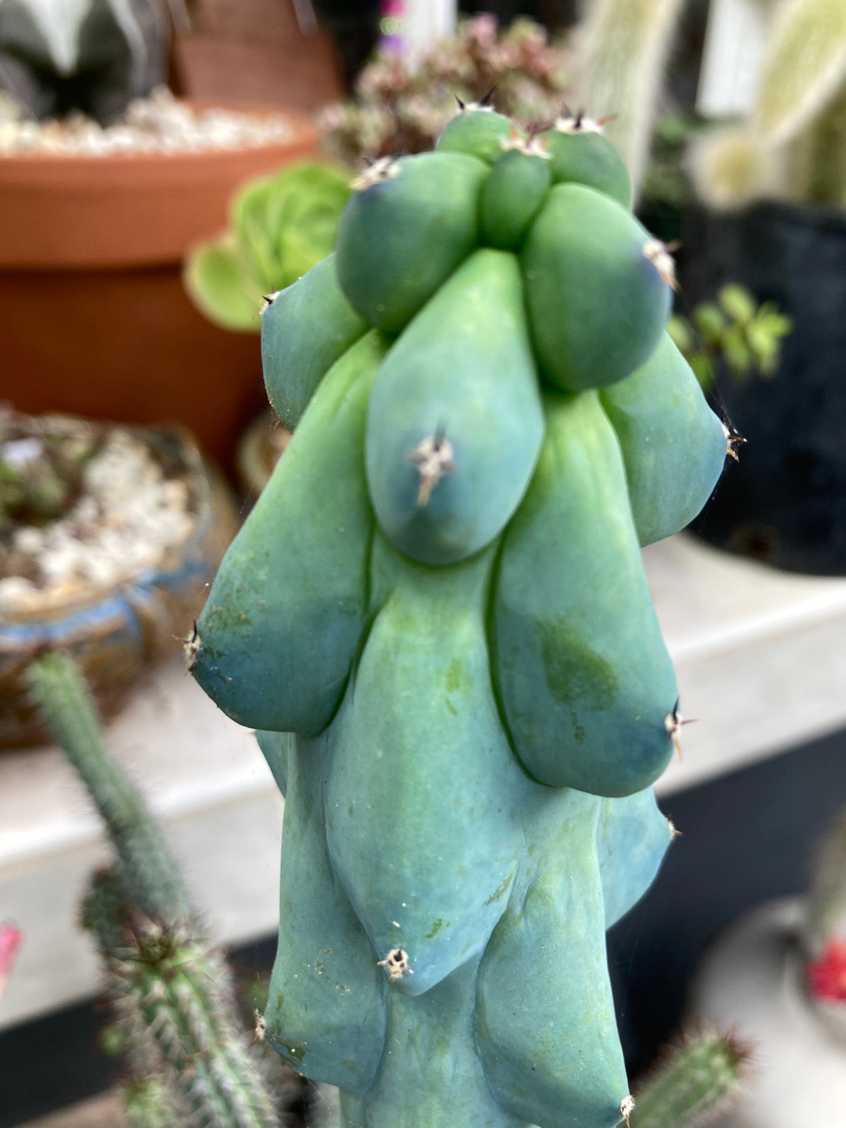 Myrtillocactus Geometrizans 'Fukurokuryuzinboku'