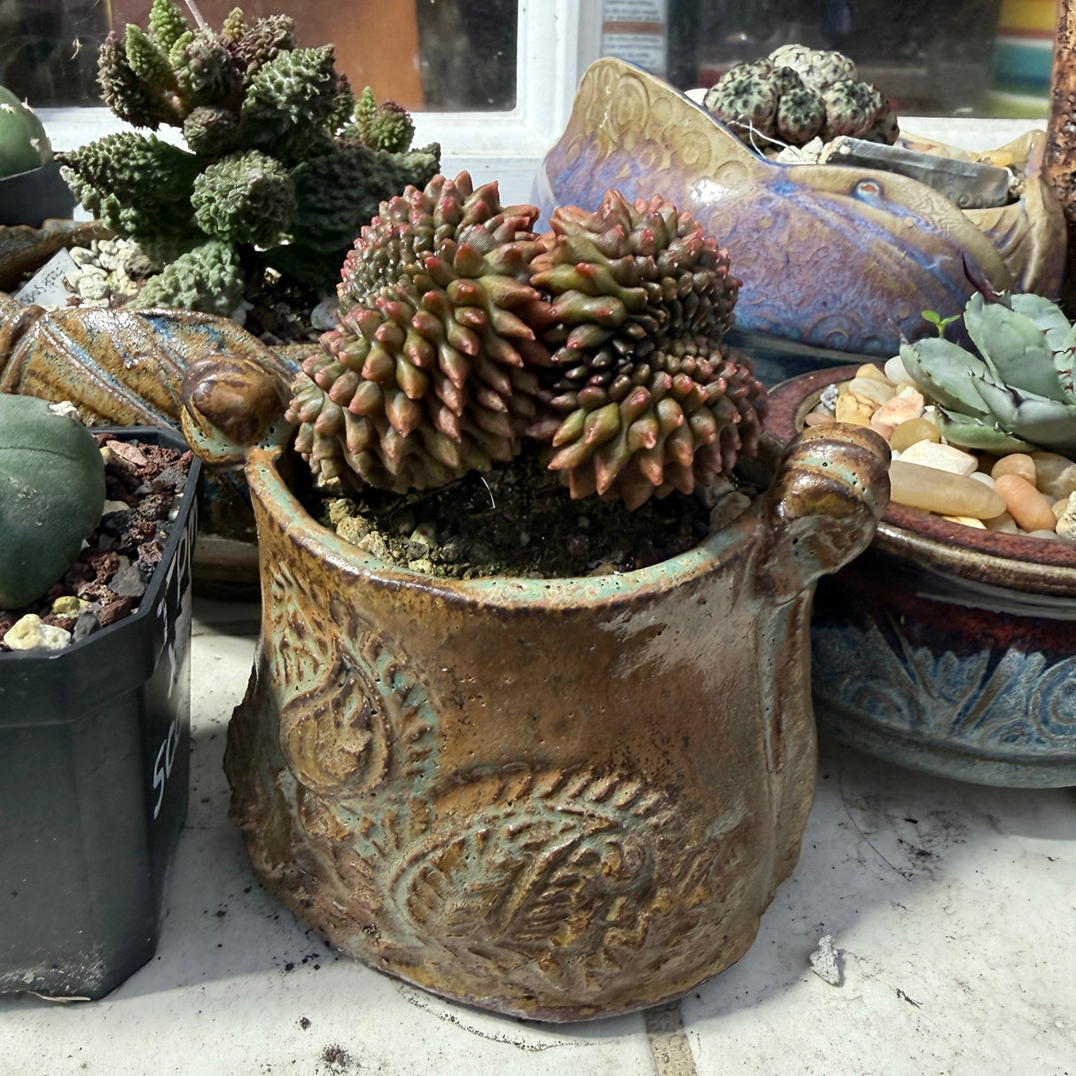 Pelecyphora Aselliformis- Crested Form (Crested Hatchet Cactus)
