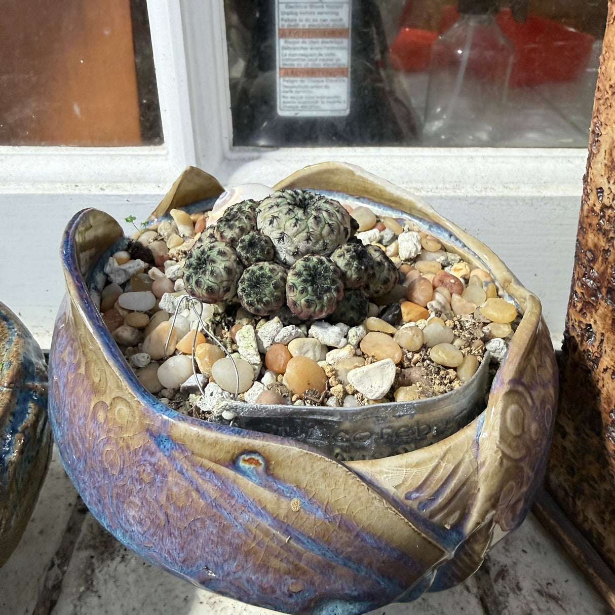 Sulcorebutia Rauschii