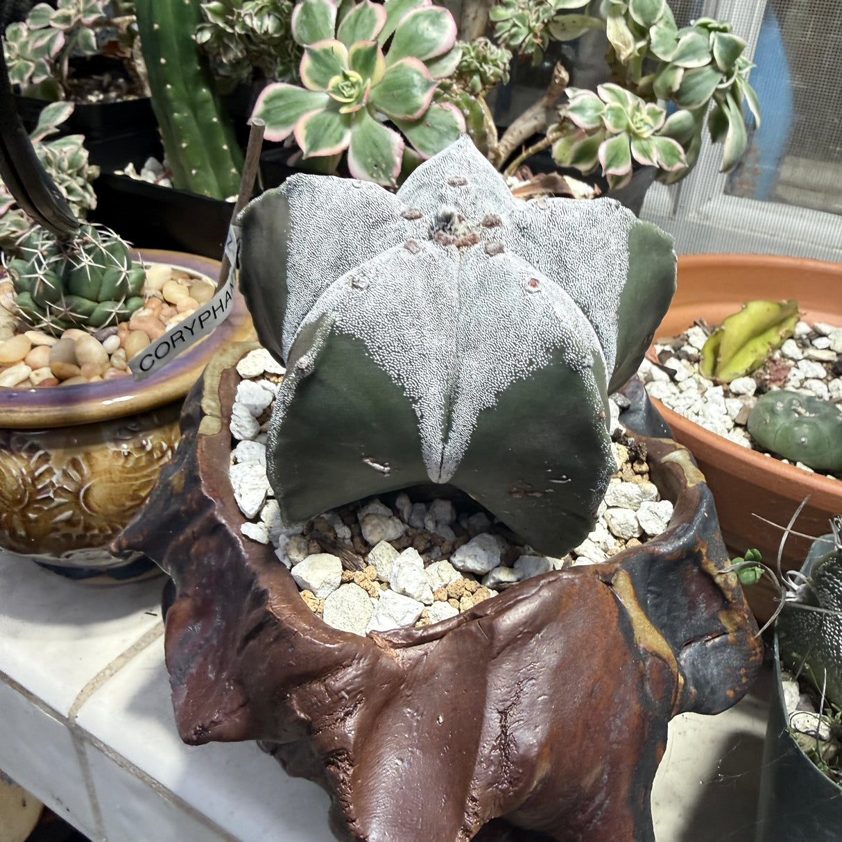 Astrophytum Myriostigma