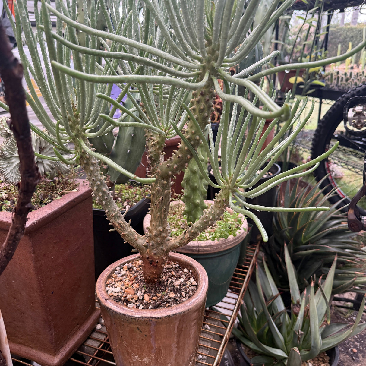 Tylecodon