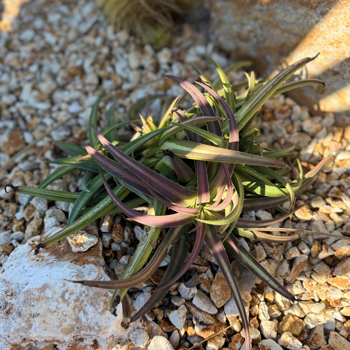 Agave Nizandensis