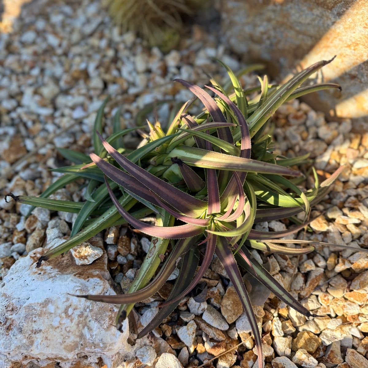 Agave Nizandensis