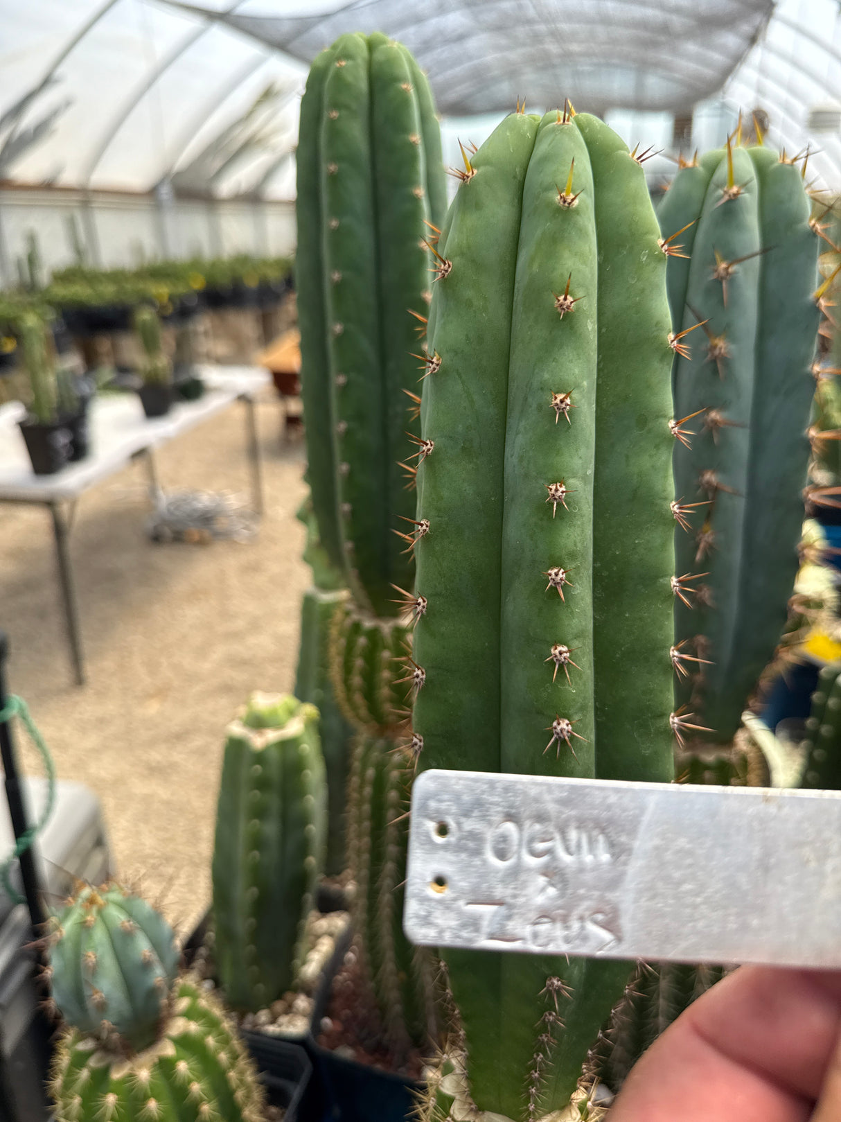 Ogun x Zeus (Grafted Plants)