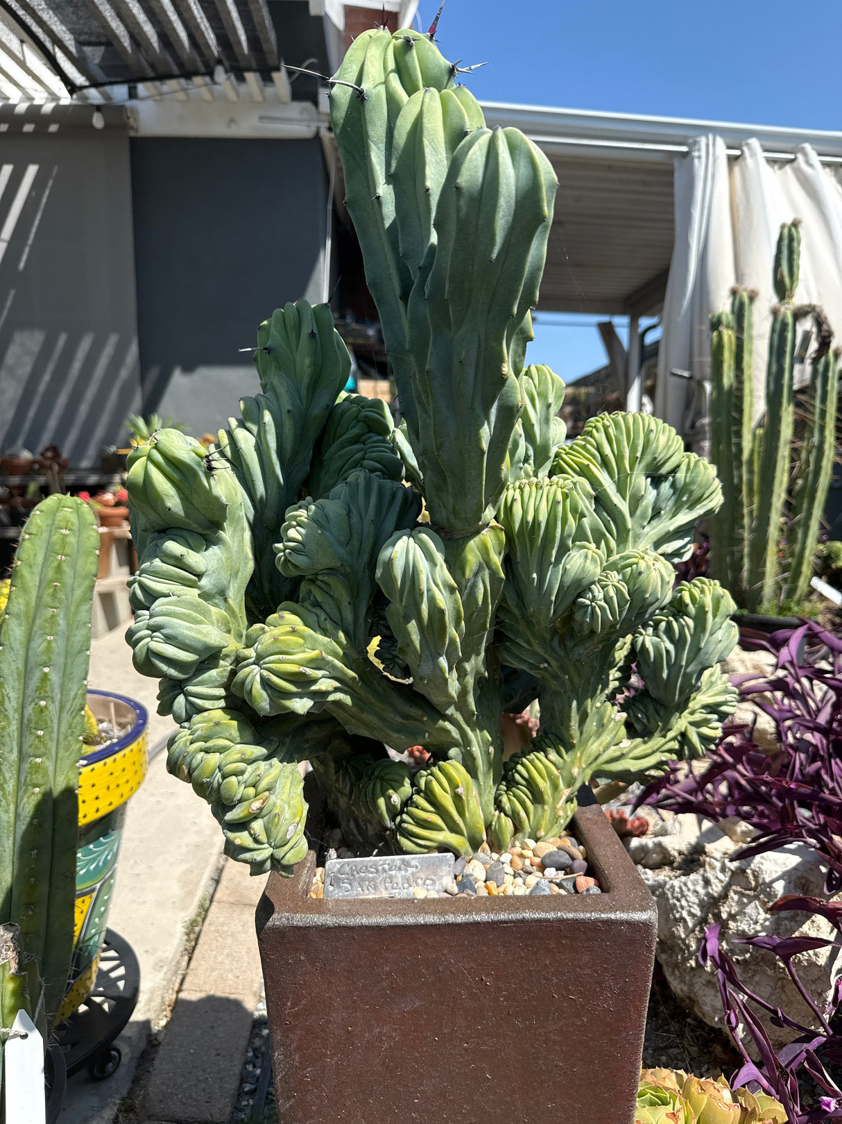 Myrtillocactus Geometrizans Crested / Monstrose