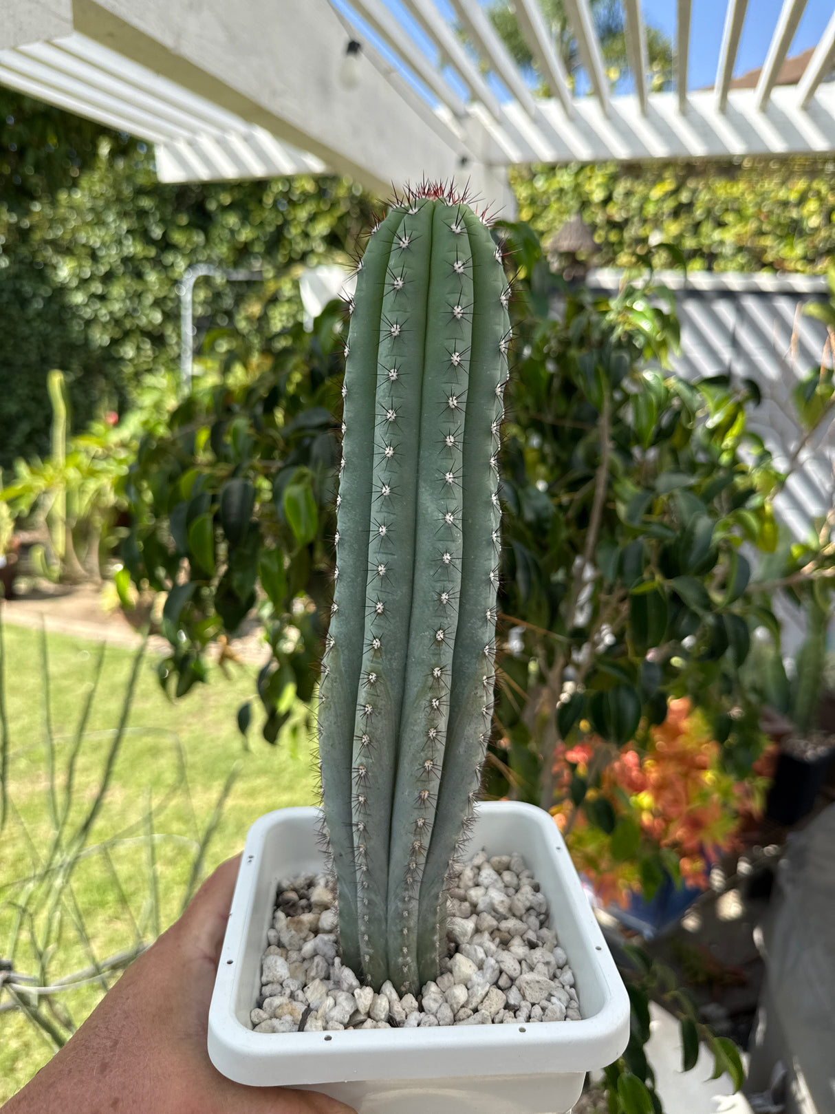 Cipocereus Bradei (Rooted Plants)