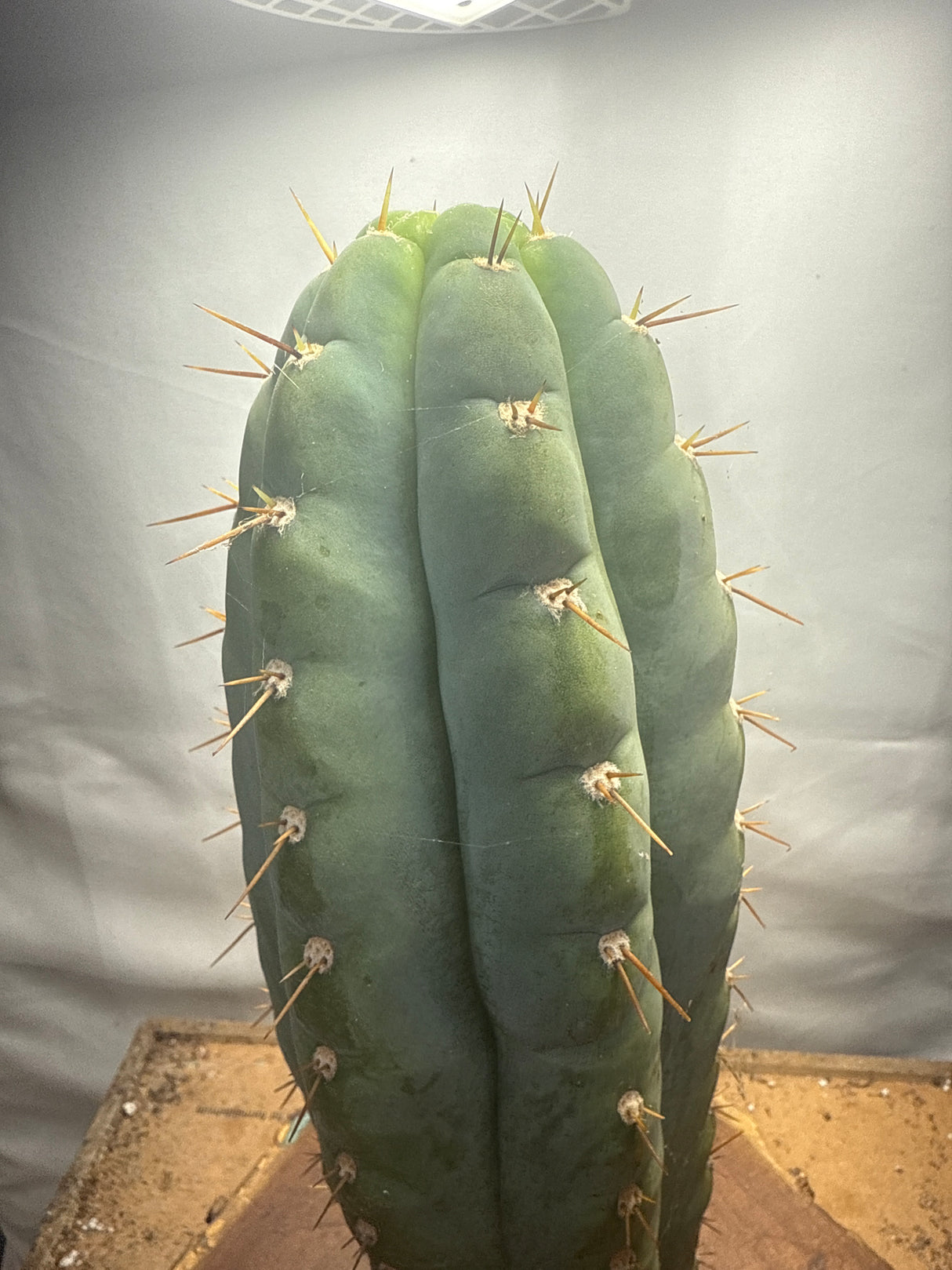 Sausage Plant (Cuttings)