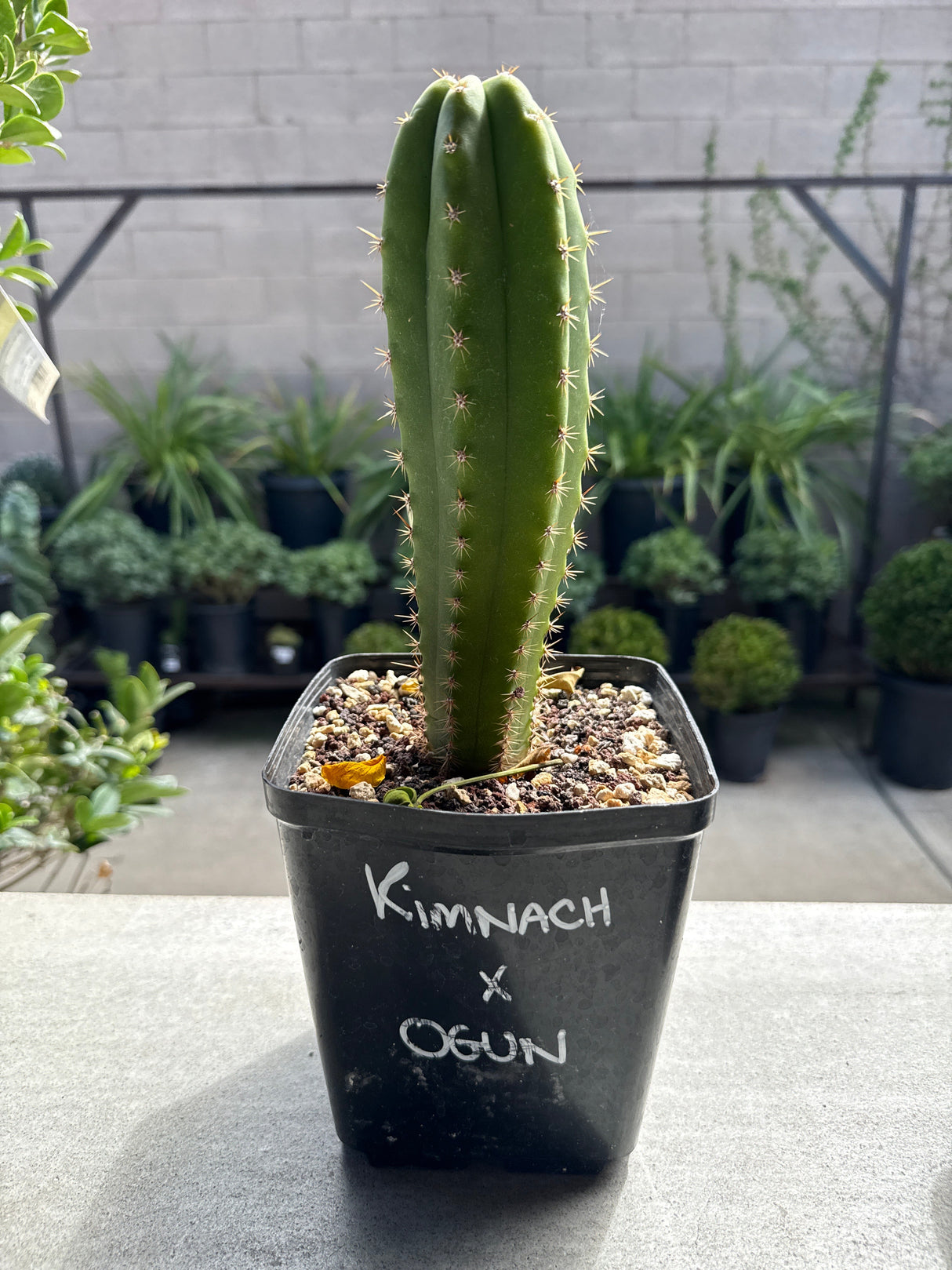 Kimnach × Ogun – Columnar Cactus Hybrid