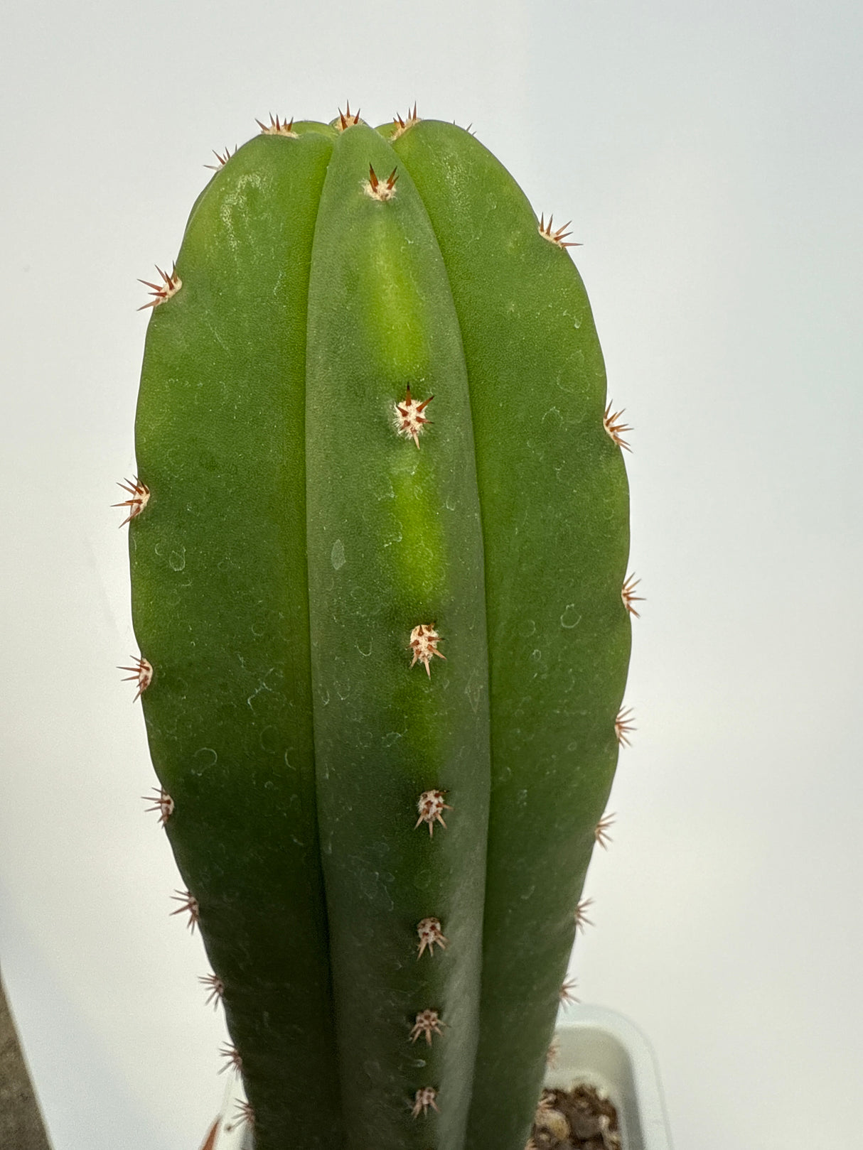 Guru x Notch (Rooted Plants)