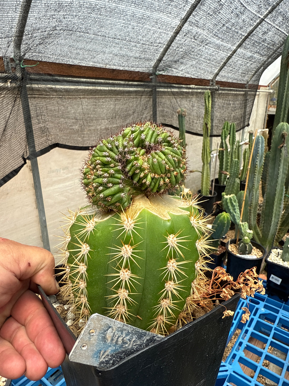 Crested Althea x Vari Thai Pach Clone (Grafts)