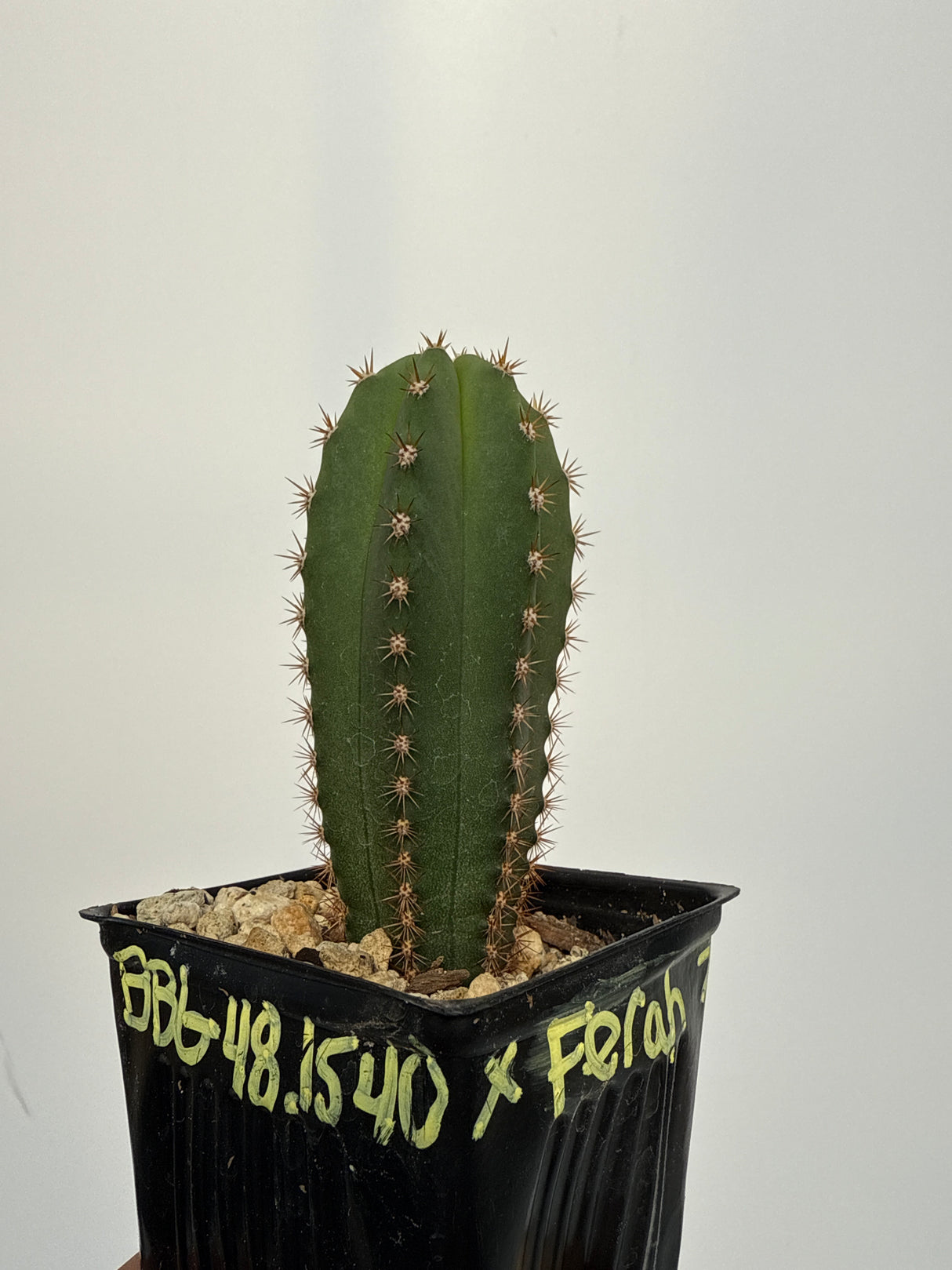 BBG 48.1540(Sharxx American) x Ferah