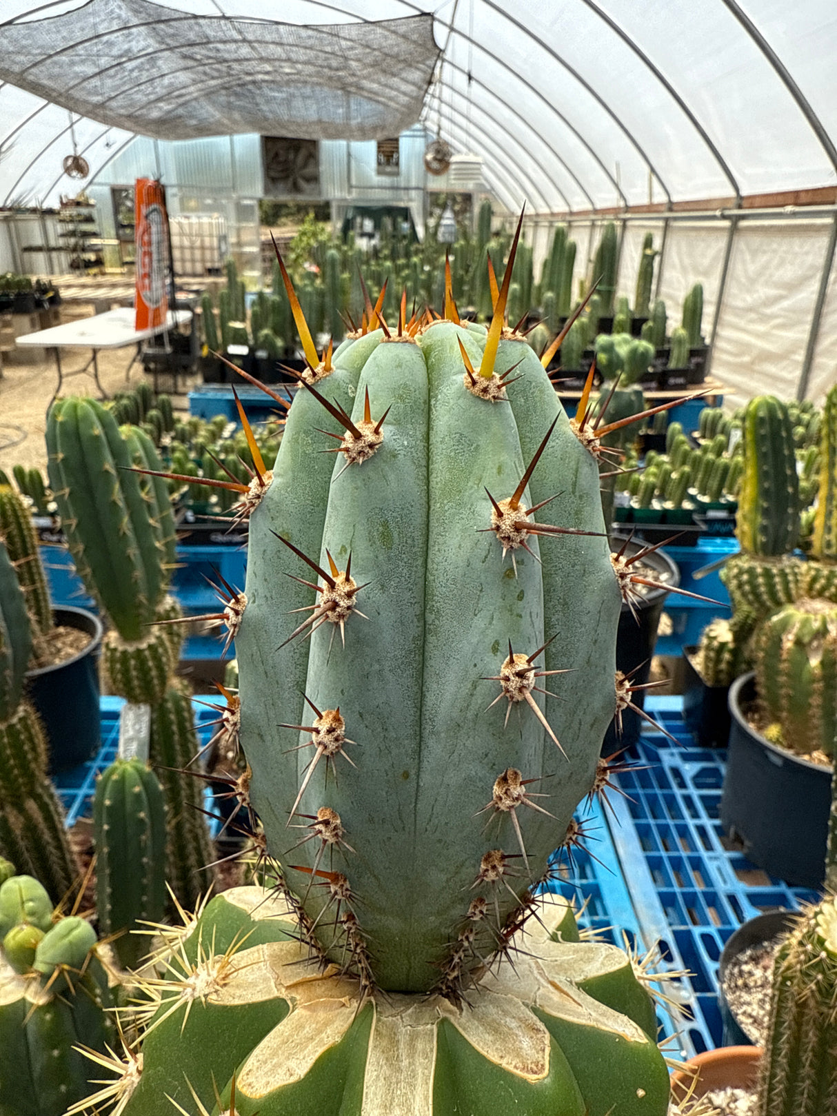 Althea x Sharxx Blue (Grafts)