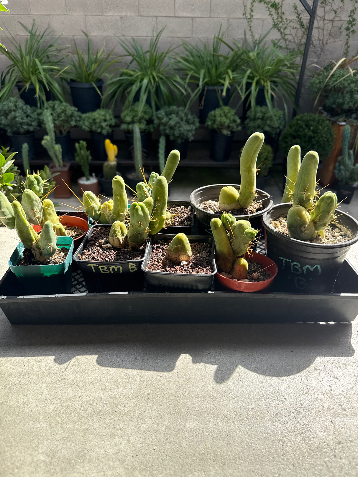 TBM B - Columnar Cactus Clone