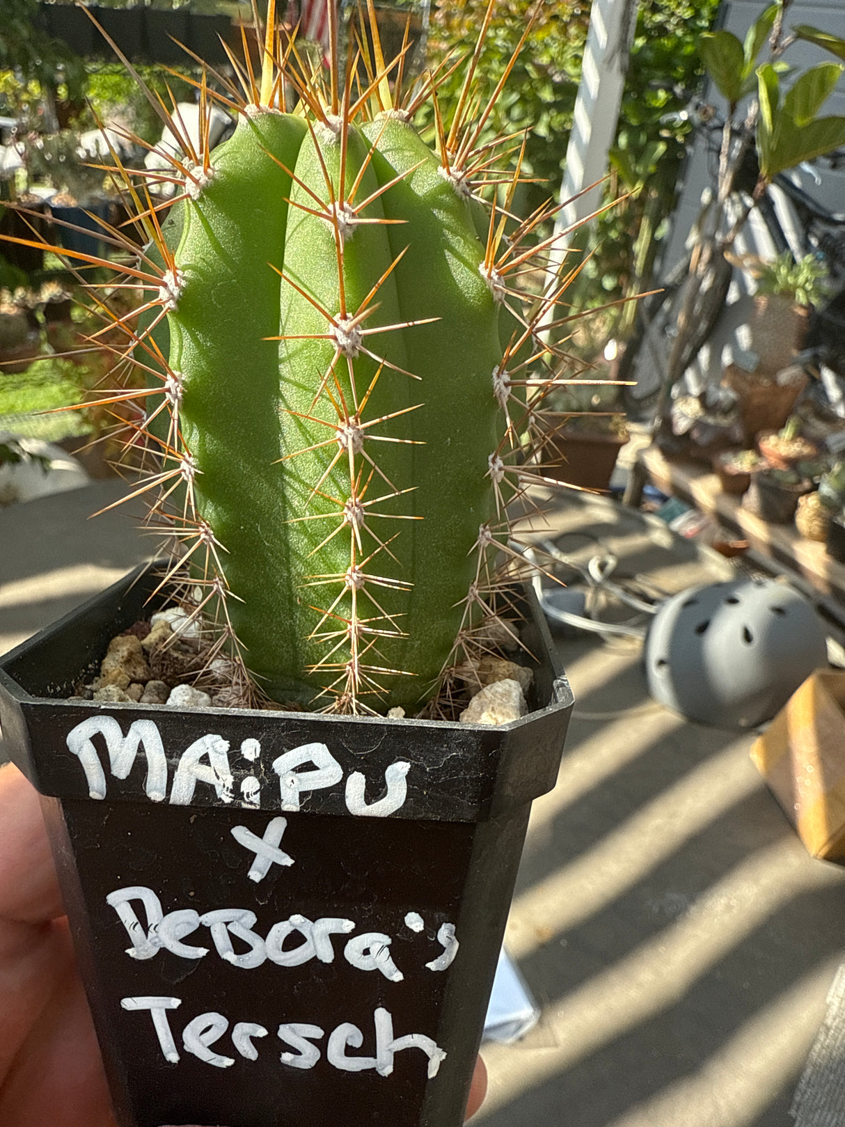 Maipu x Deborah's Terscheckii (Grafted Plants)
