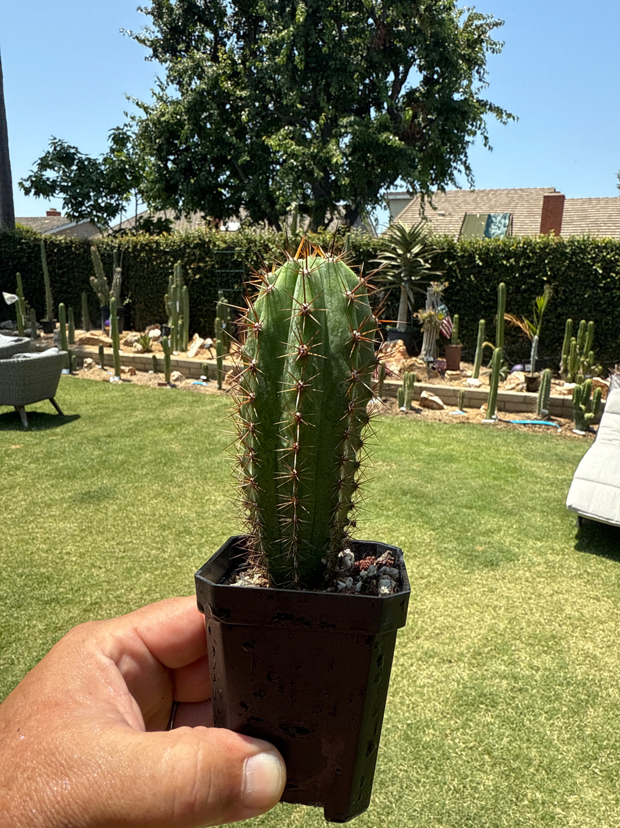 Althea x Sharxx Blue