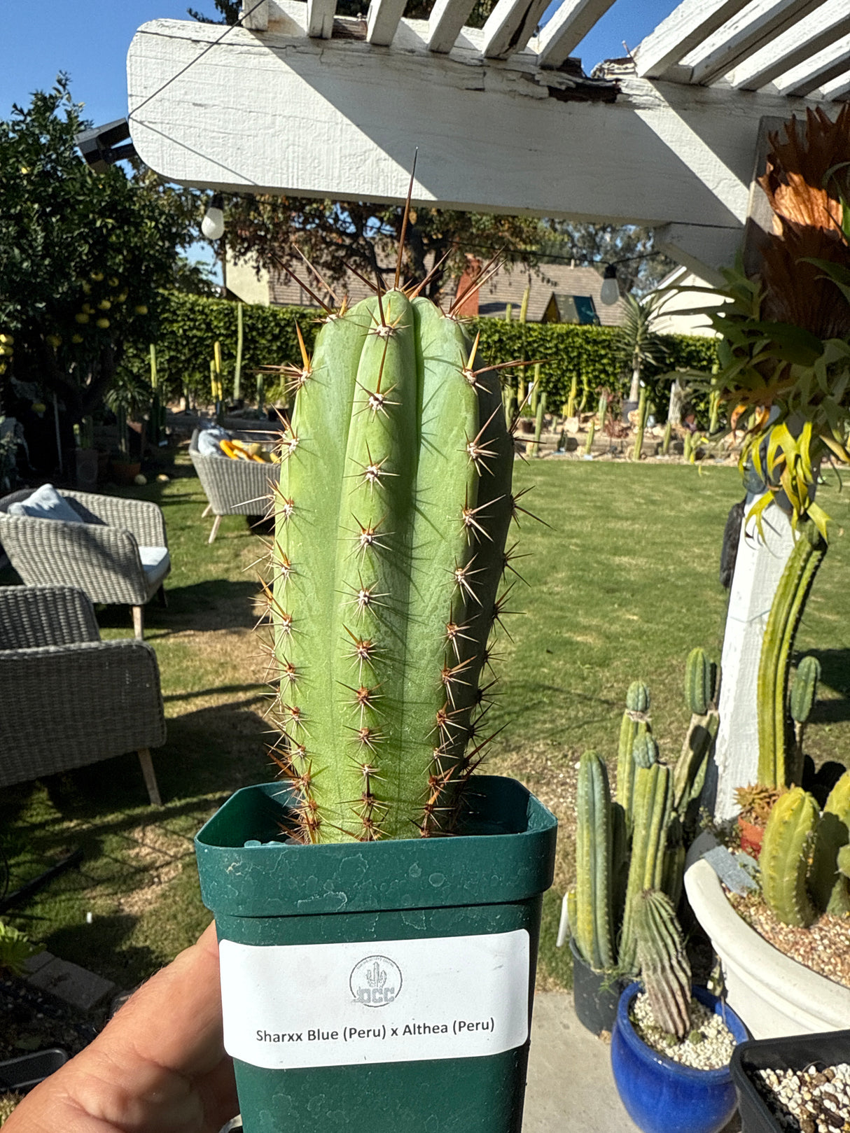 Sharxx Blue x Althea (Rooted Plants)