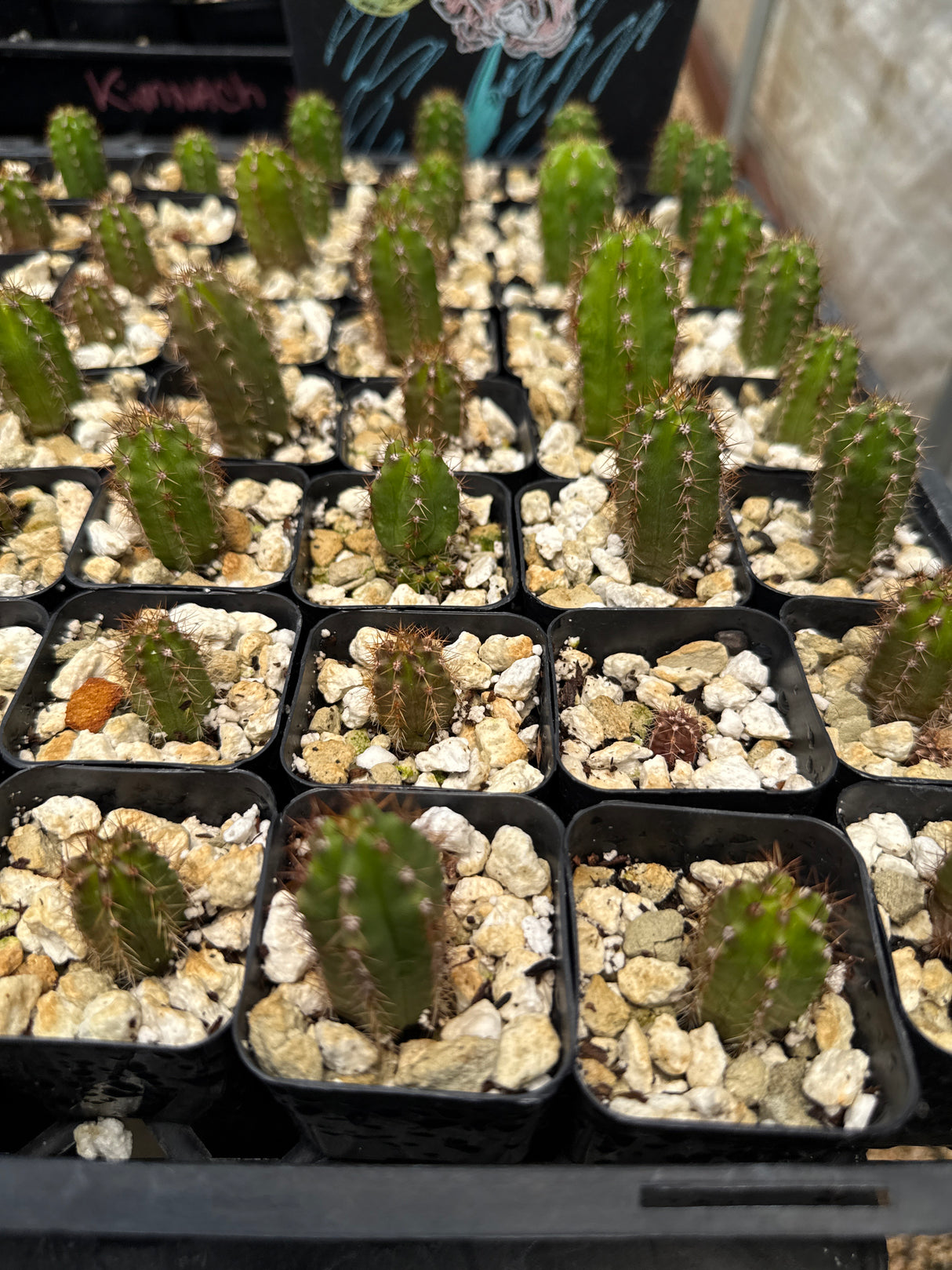 Dalton x Marty (Seedlings)