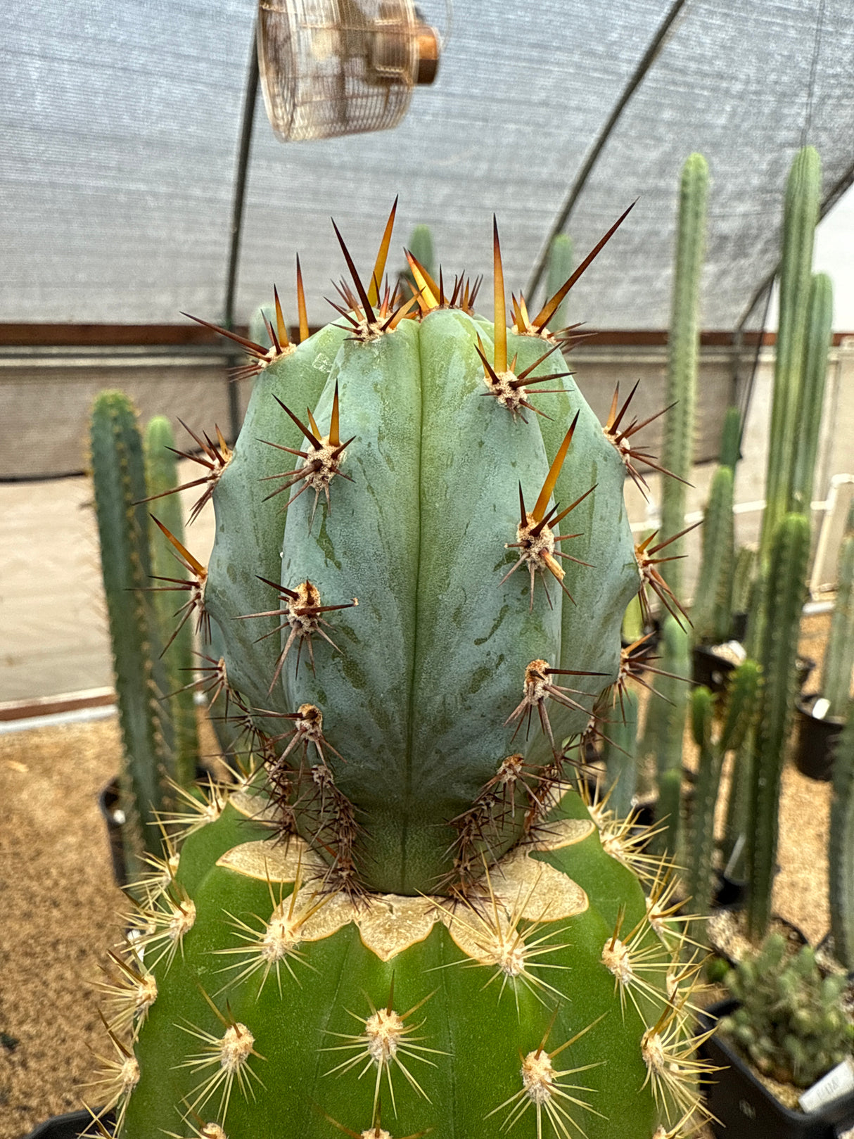 Althea x Sharxx Blue (Grafts)