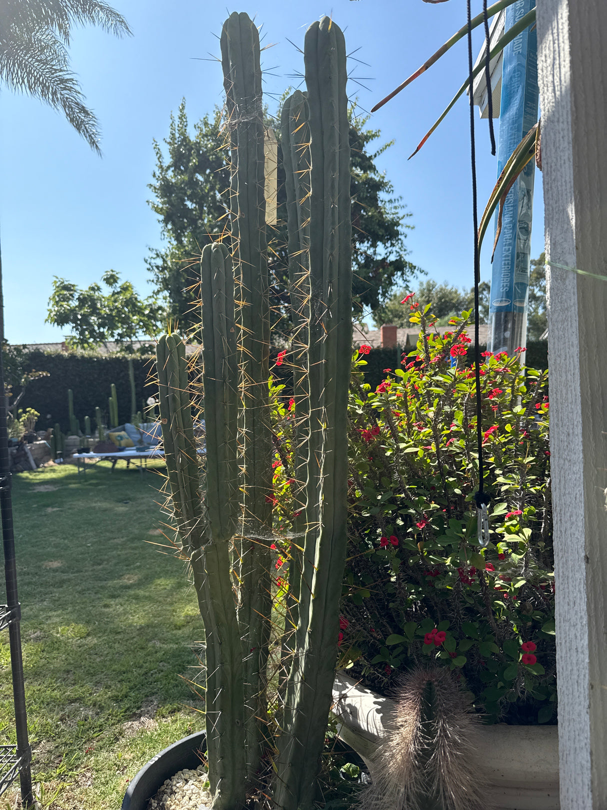 Medicine Man (Grafts)