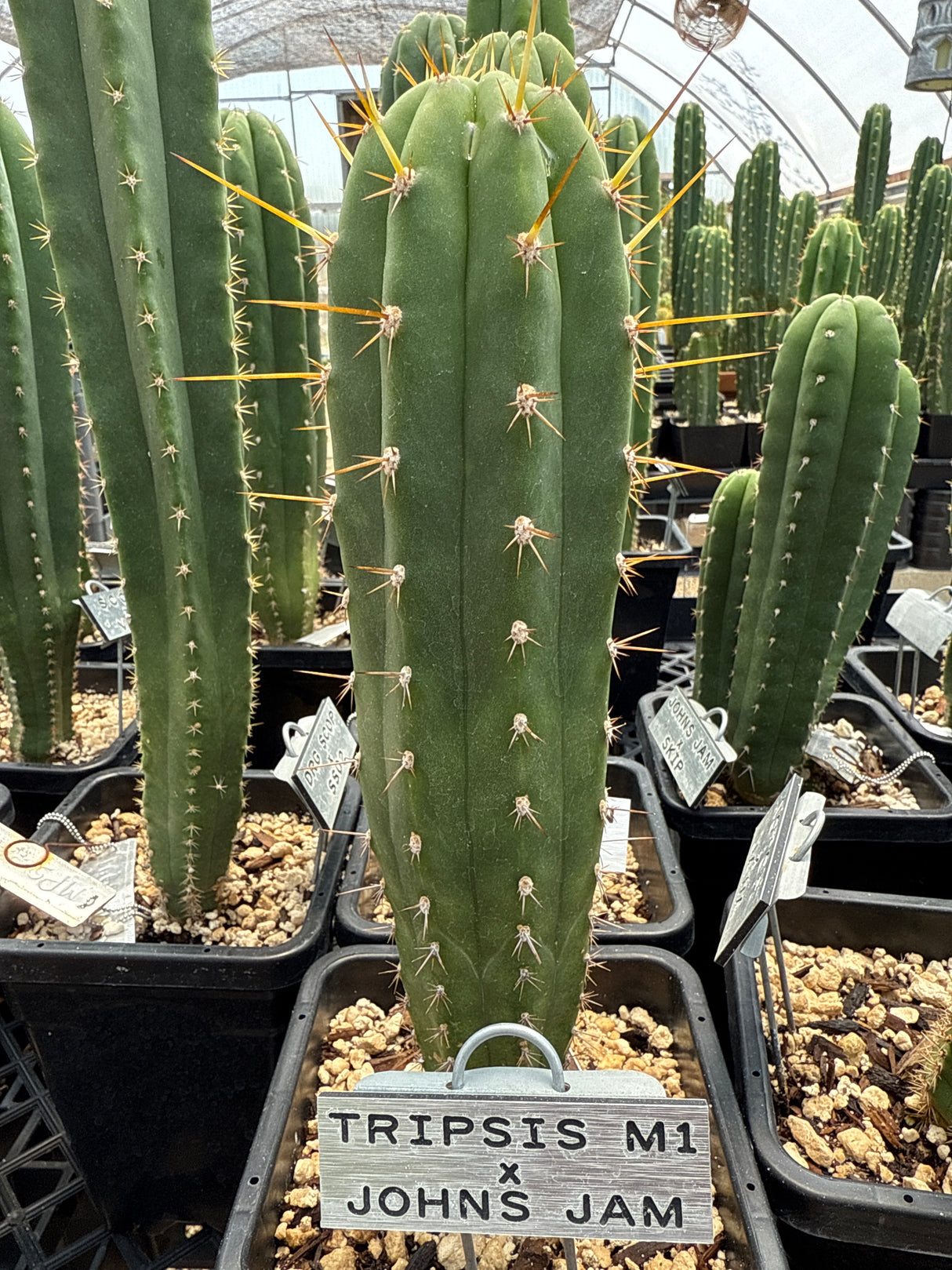 Tripsis x John's Jamon (Rooted Plants)