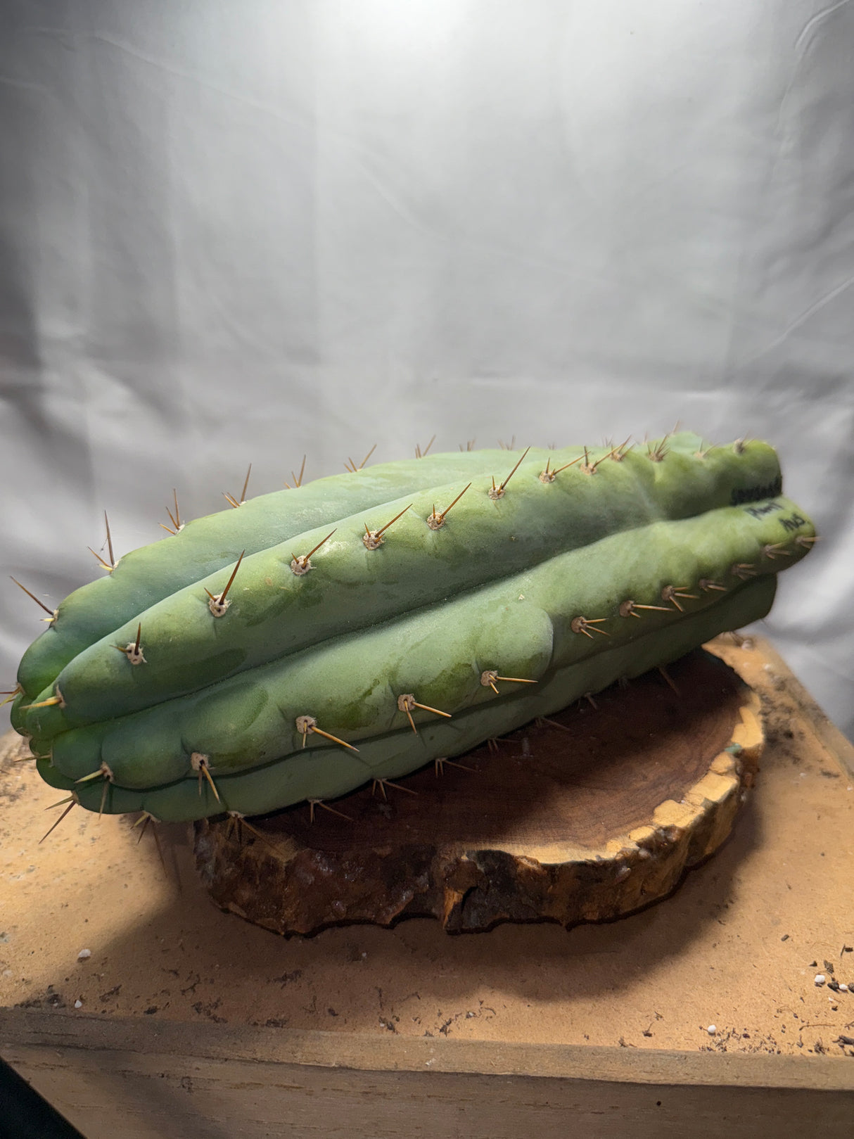 Sausage Plant (Cuttings)