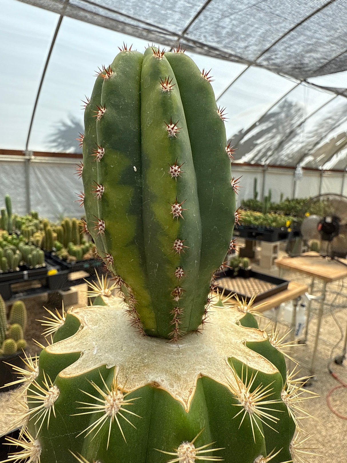 Althea x Ferah - VRG (Grafts)