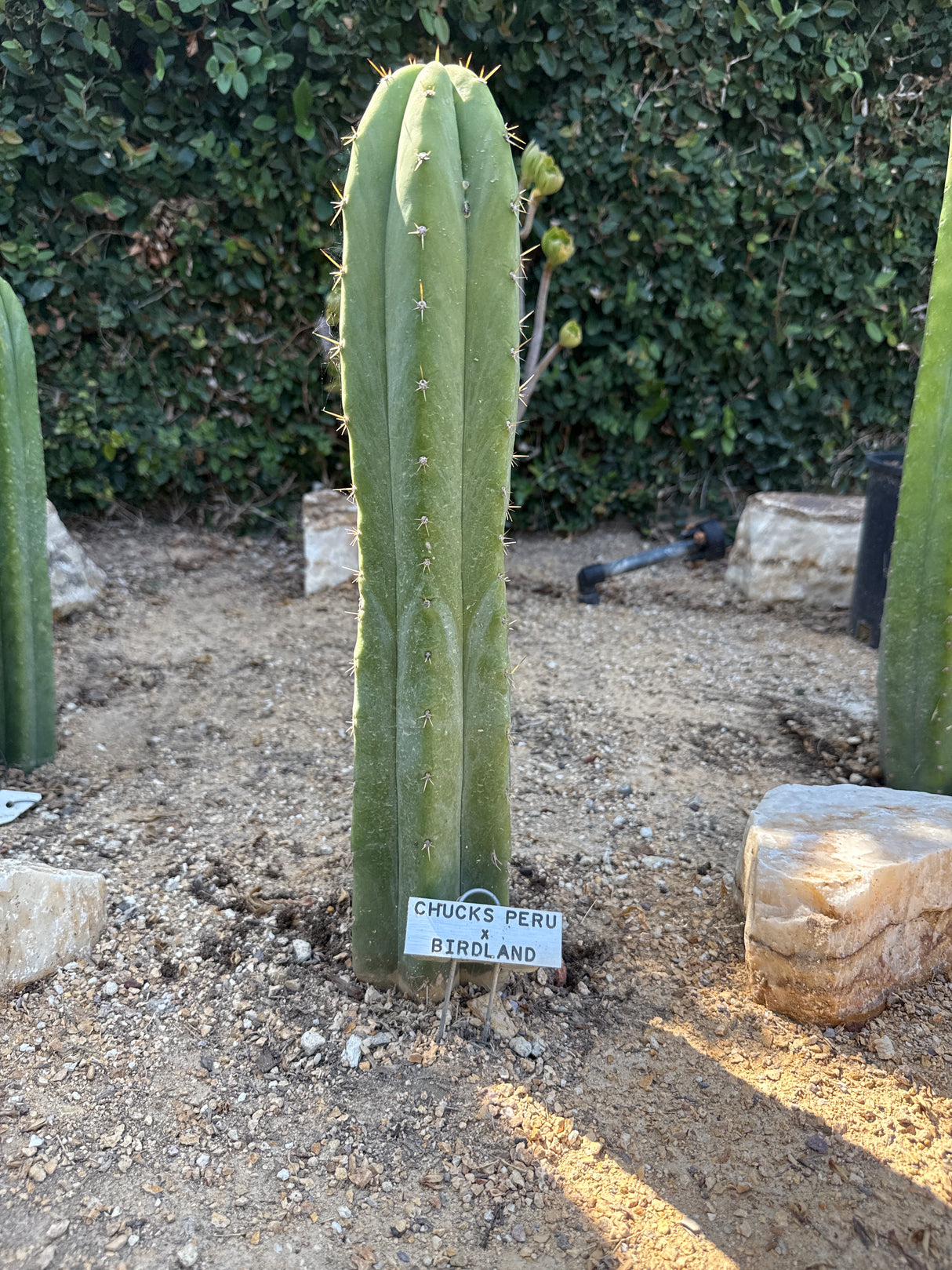 Chuck's Peru x Birdland (Cuttings)