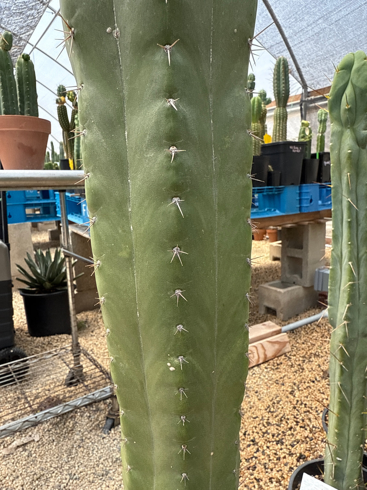 Whiting - TPM (Cuttings)