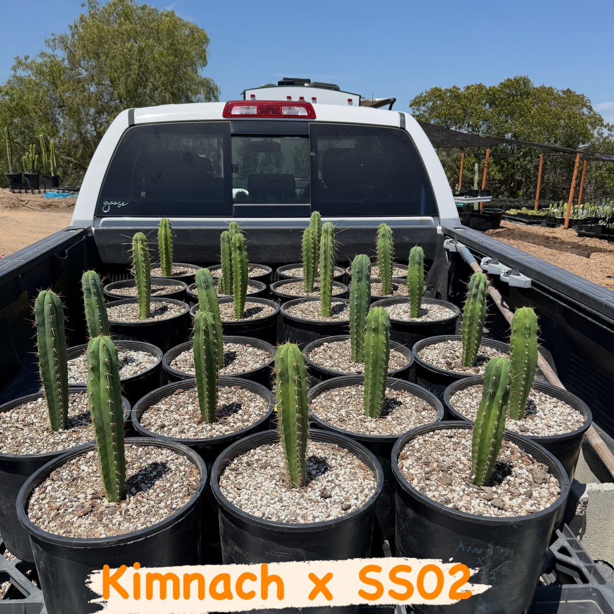 KIMNACH x SS02 - Columnar Cactus Hybrid