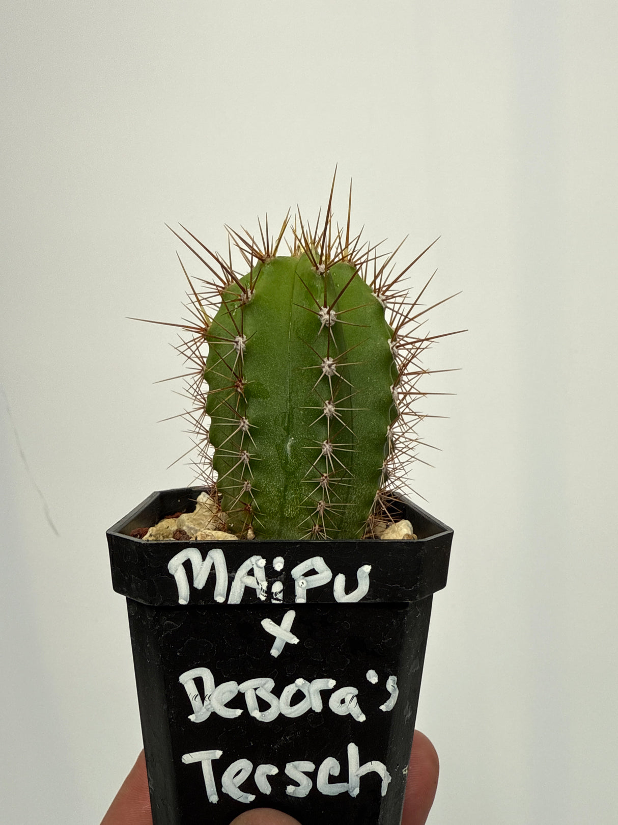 Maipu x Deborah's Terscheckii (Grafted Plants)