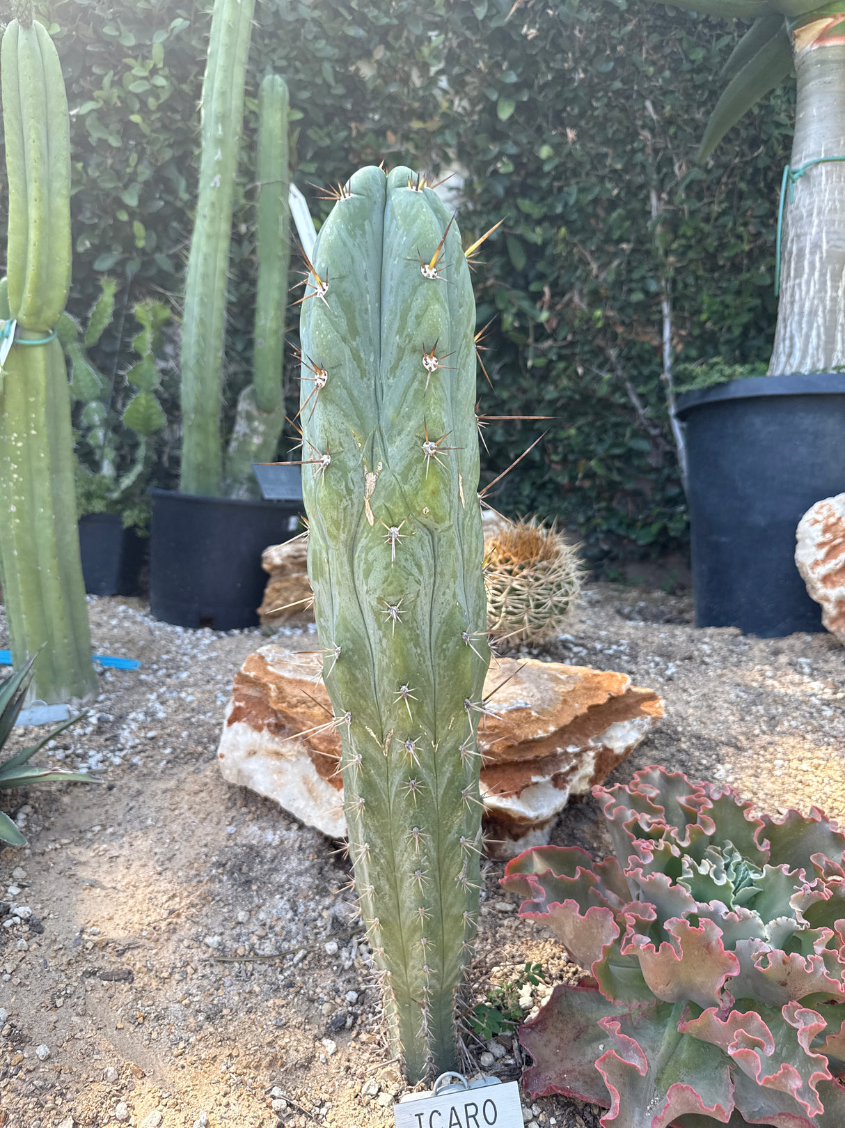 Icaros DNA (Cuttings) - Plantstock